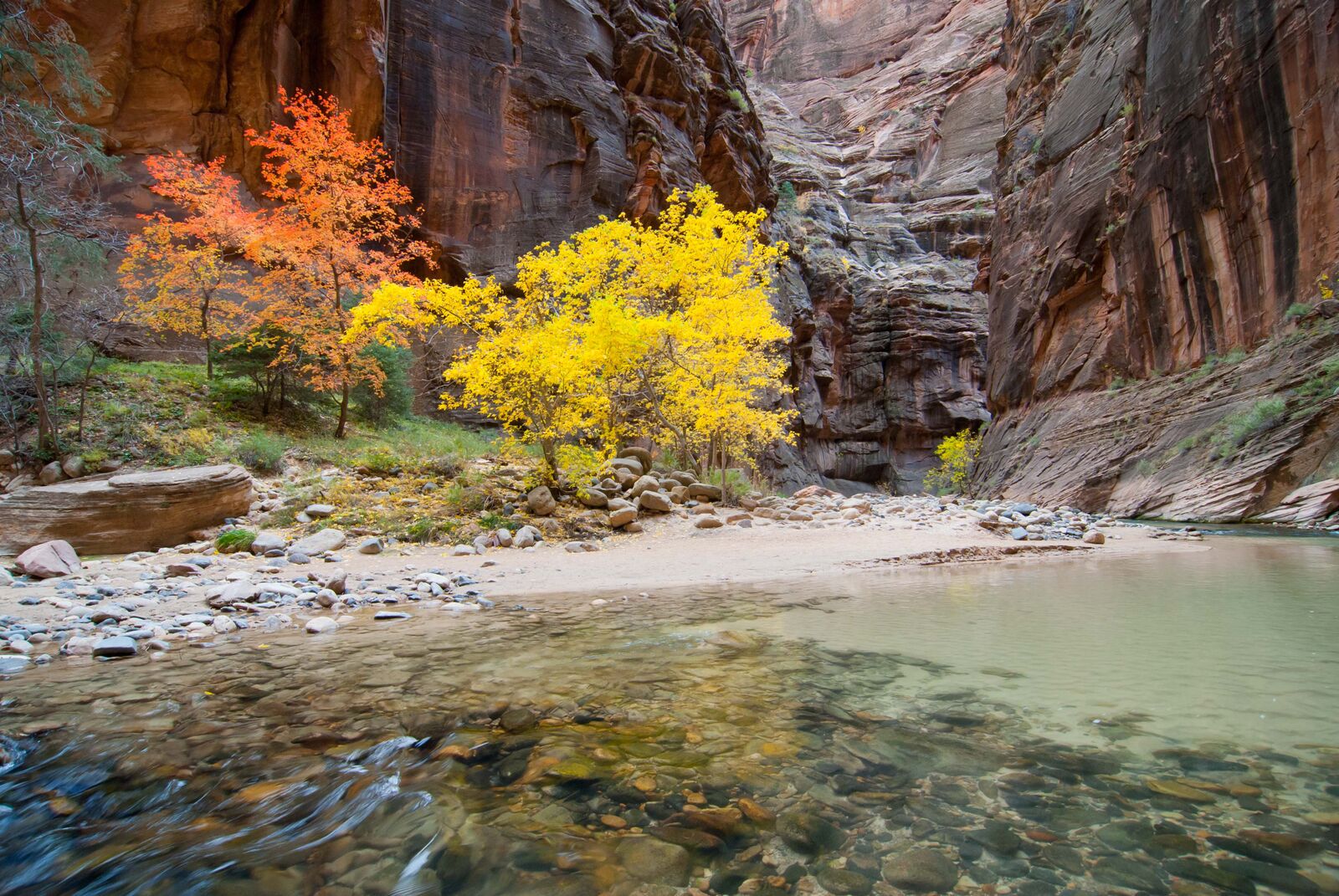 Yellow Leaves in Autumn inside Zion's Narrows