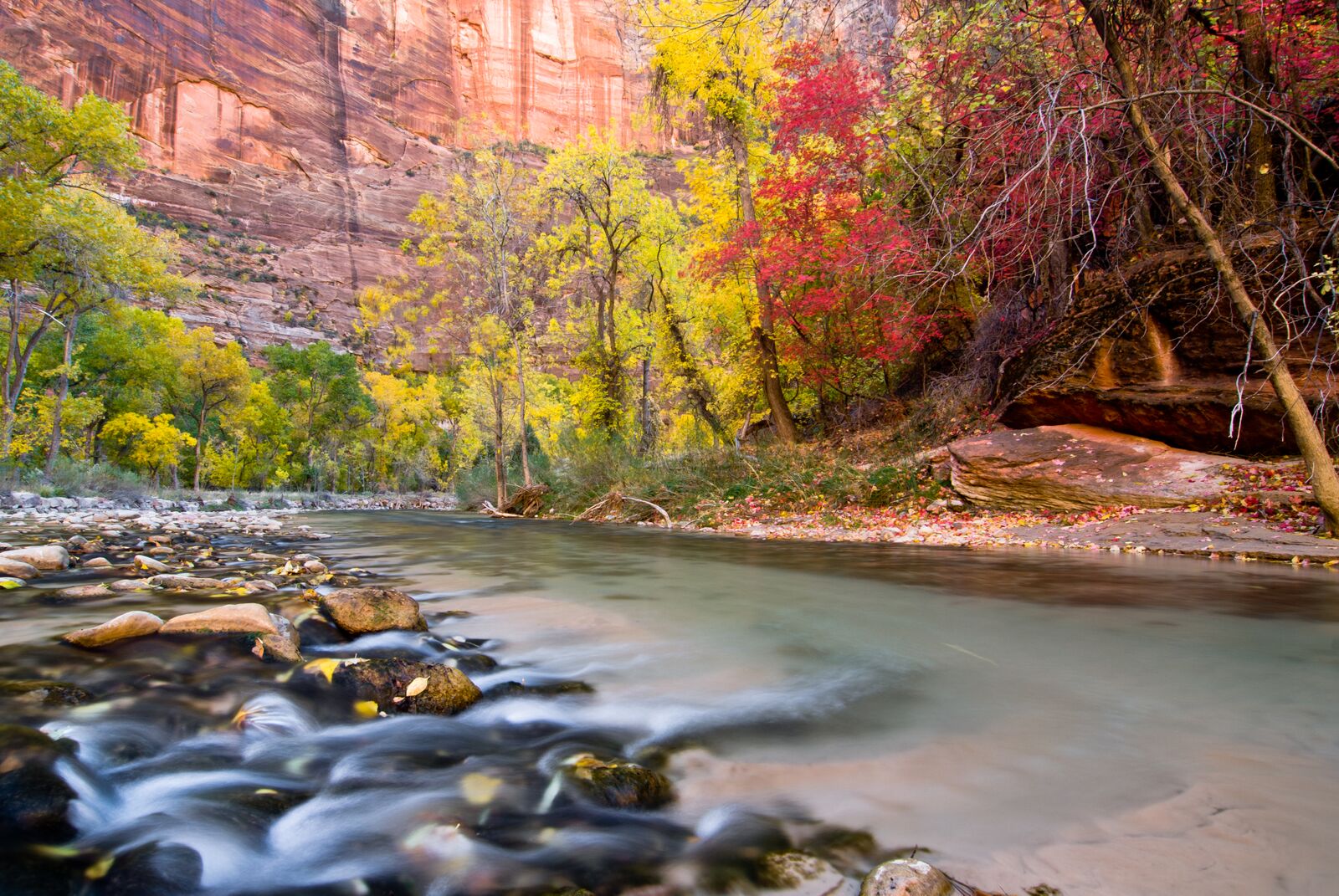 Zion's Narrows with Flowing Water and Changing Leaves during Fall (Copy)