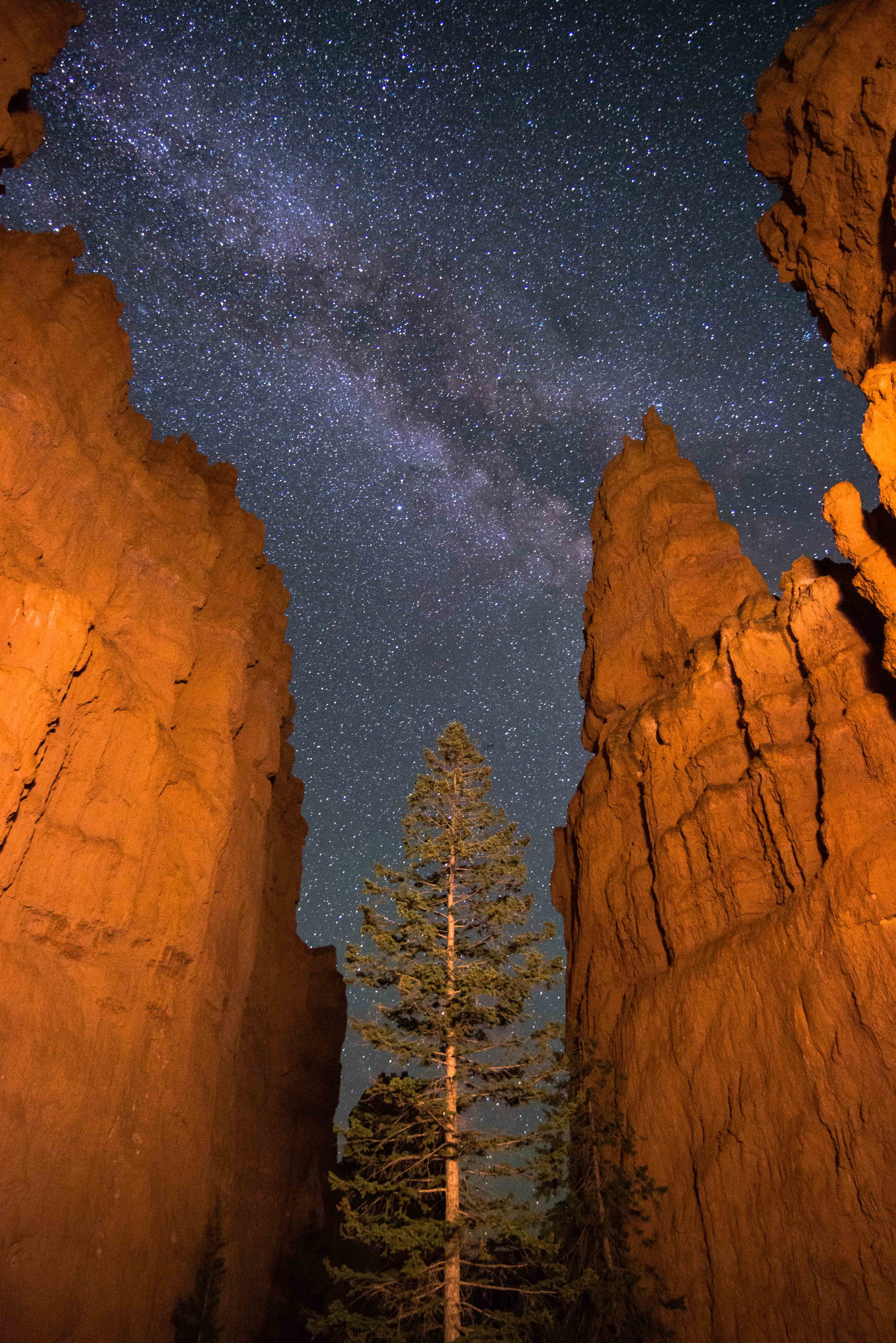 Hoodoos in Bryce Canyon with Painted Light, Tree, and Milky Way