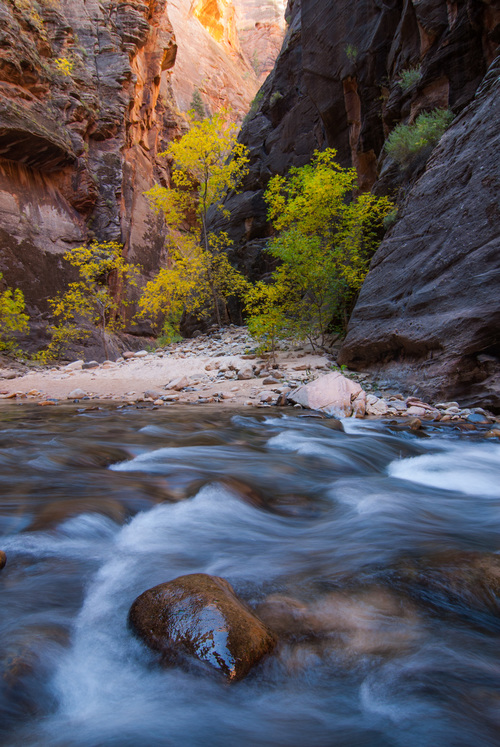 Zion's Narrows with Flowing Water and Changing Leaves in Autumn