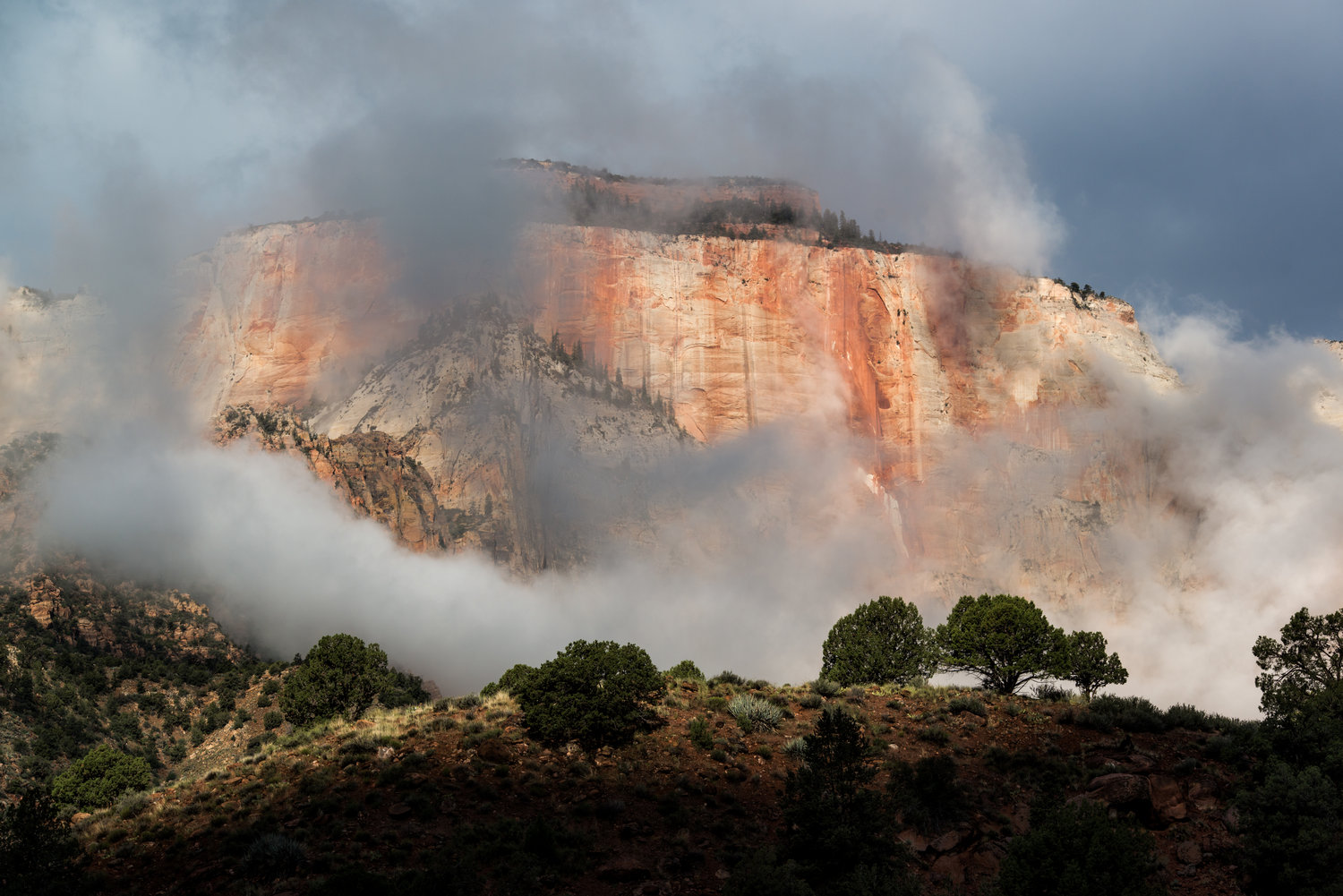 Low Fog and Clouds in Zion With Trees in Foreground