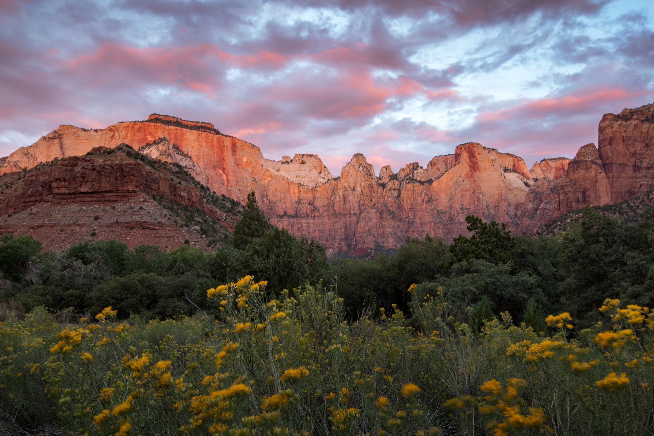 Zion West Temple at Sunrise with Wildflowers