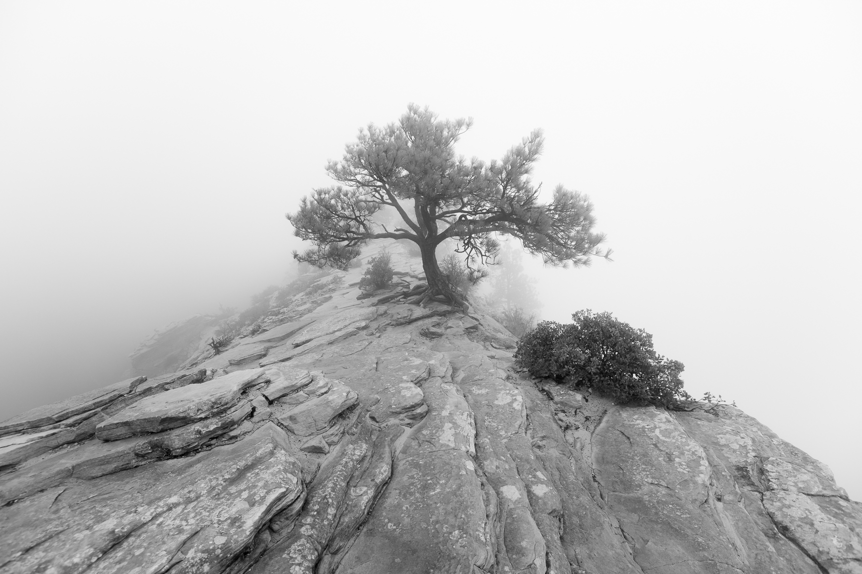 Tree in Zion Surrounded by Fog