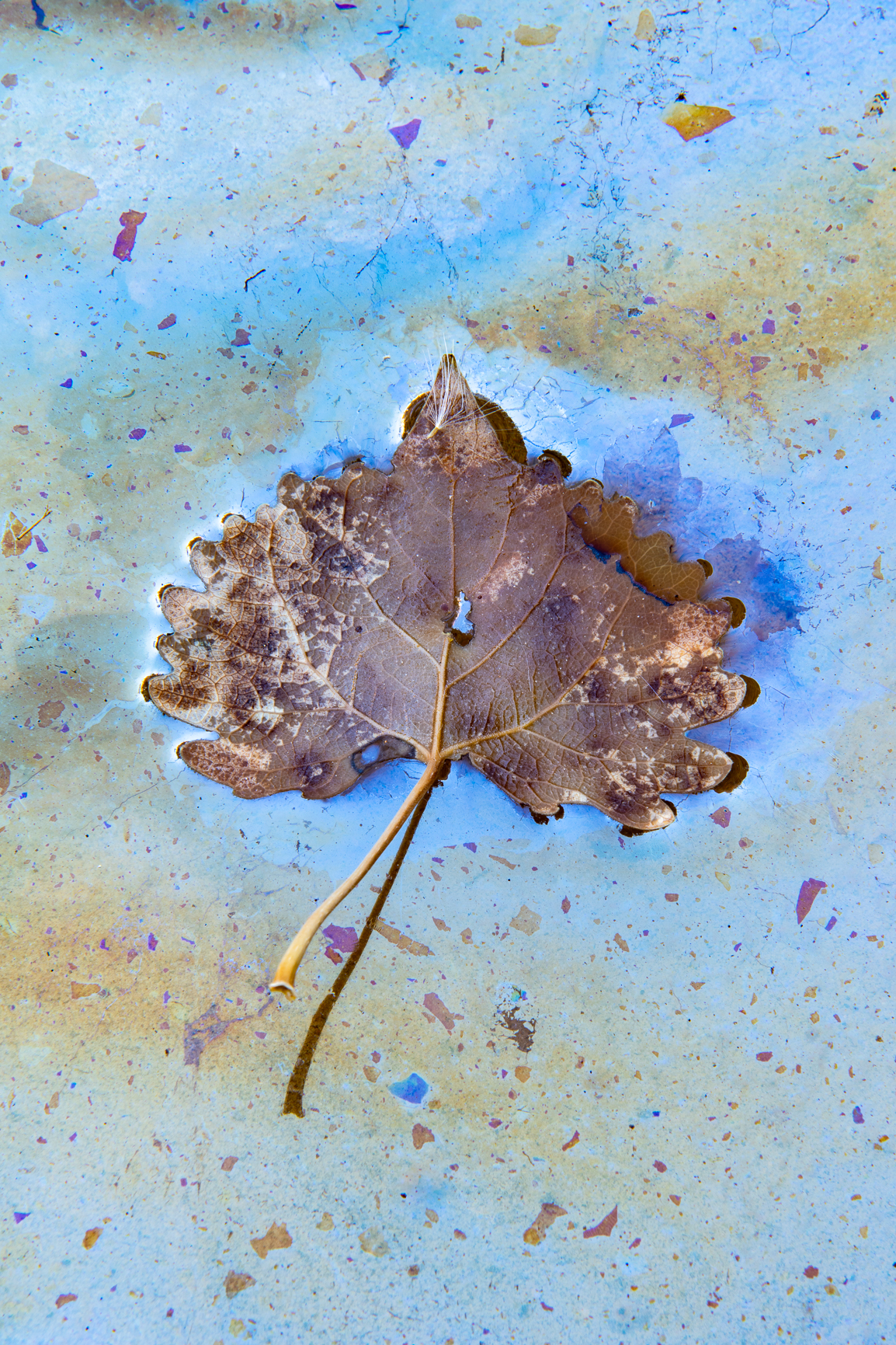 Detailed Leaf in Fall