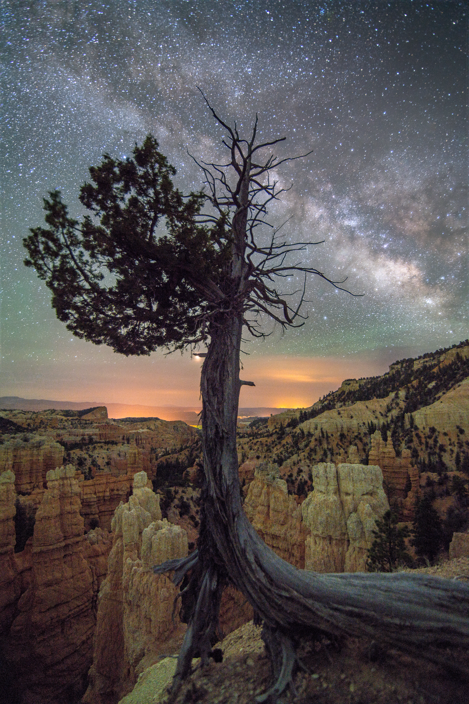 Tree and Hoodoos in Bryce Canyon National Park at Night