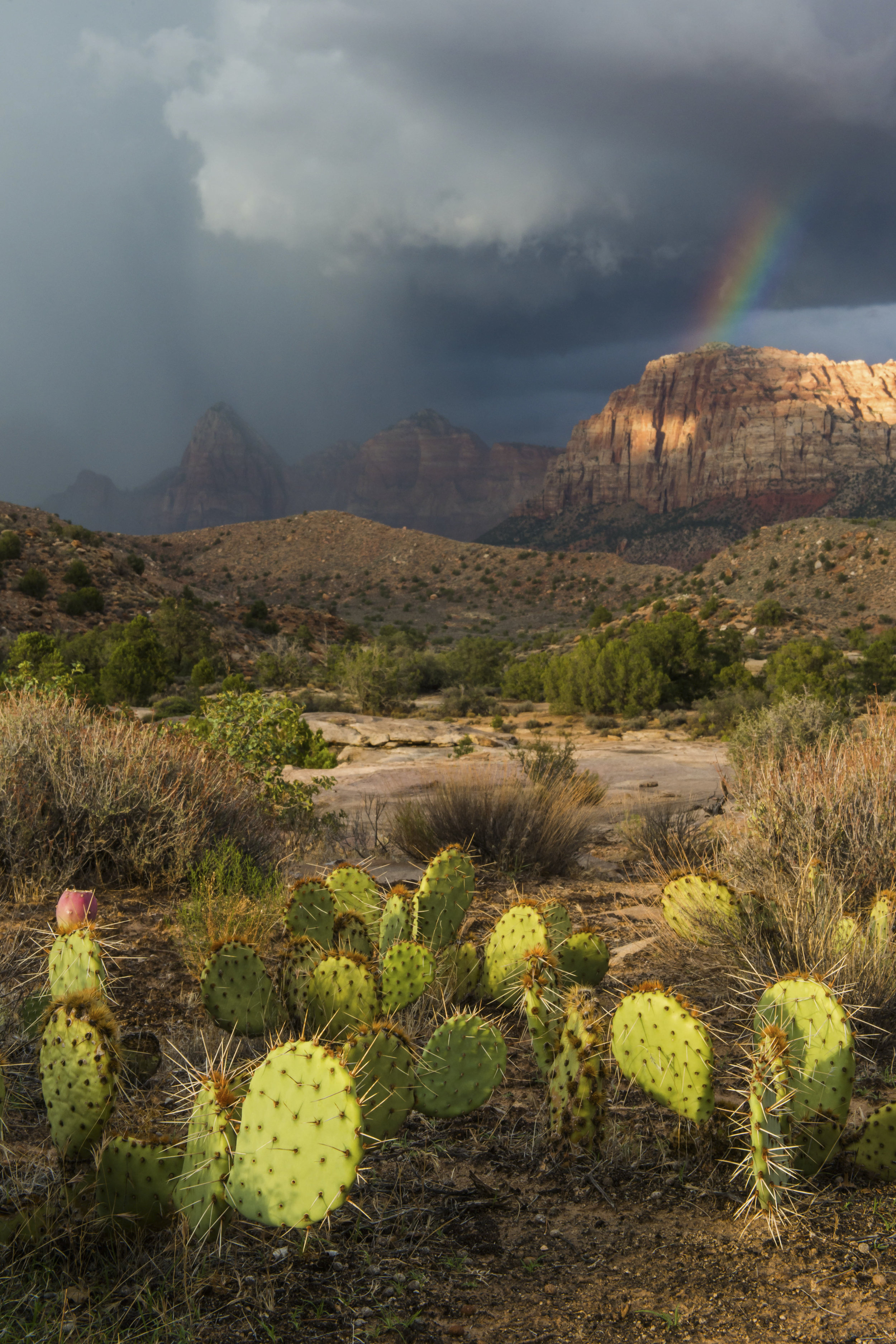 Monsoon with Zion at Sunset with Cactus Foreground