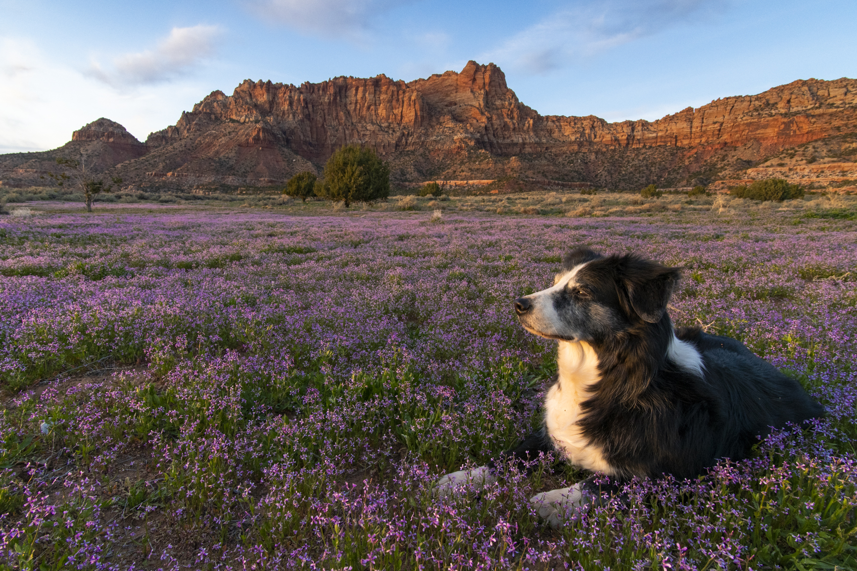 Zion with Wildflowers and Dog