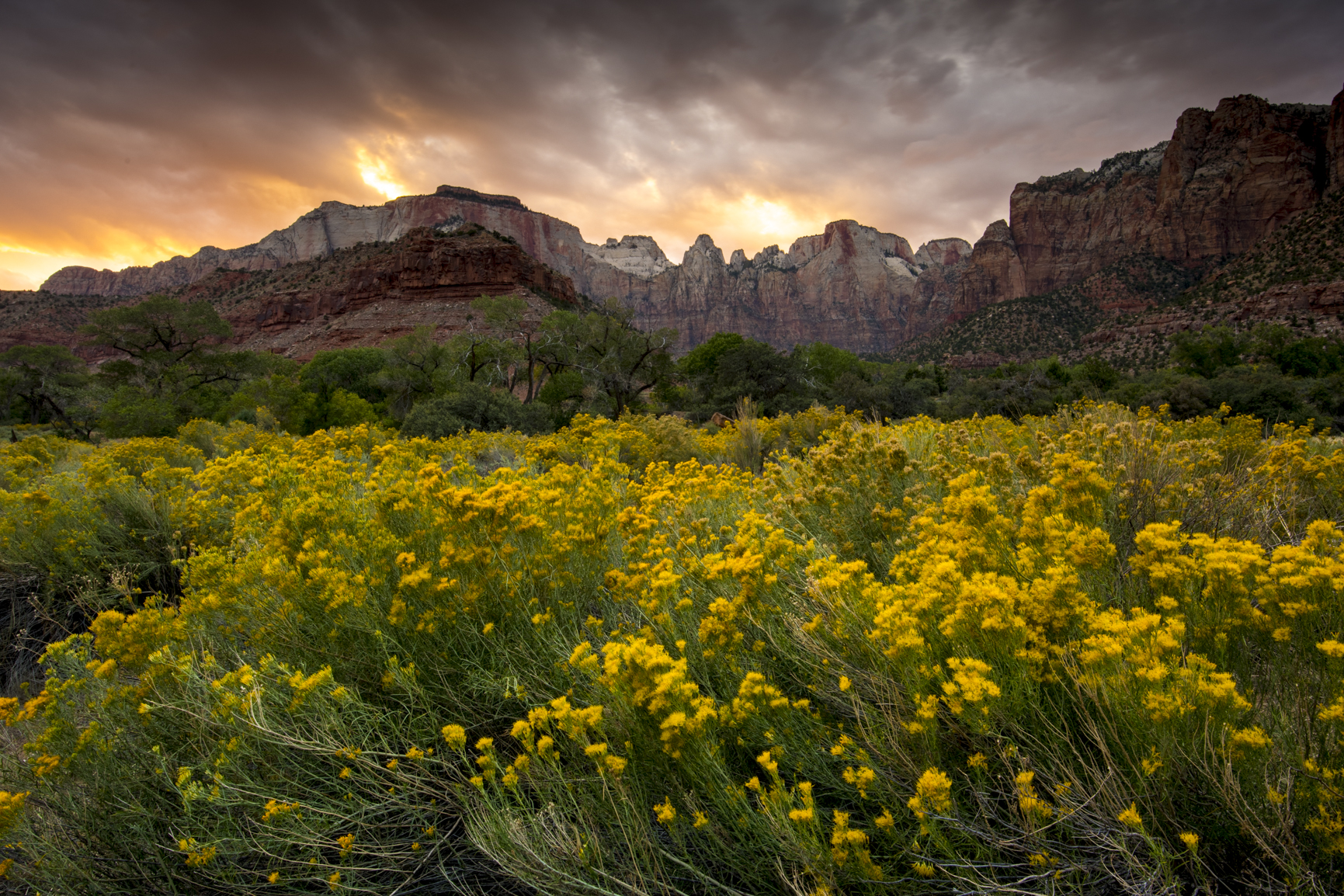 Zion Sunset of Wildflowers and West Temple