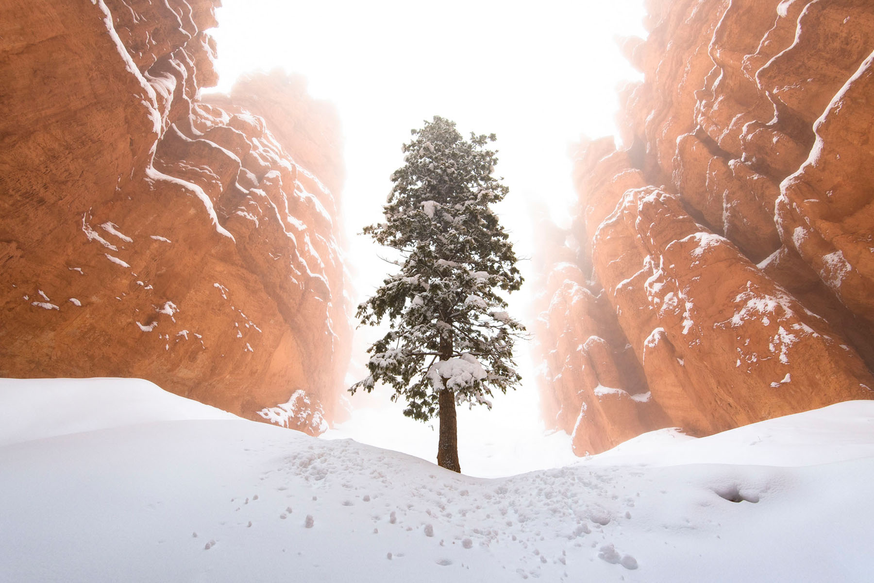 Bryce National Park during winter with Tree and Hoodoos