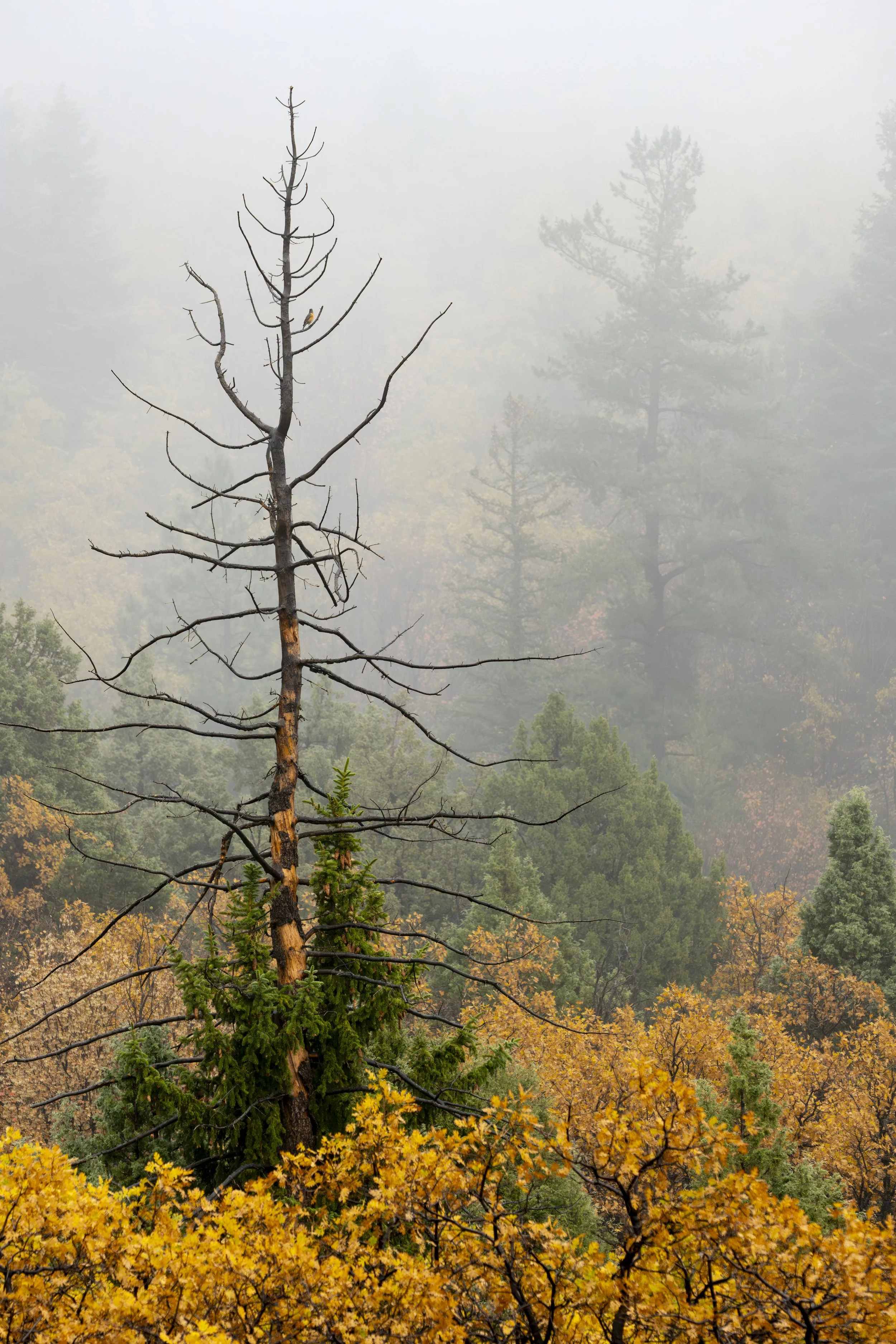 Fall on the mountain-41.jpg