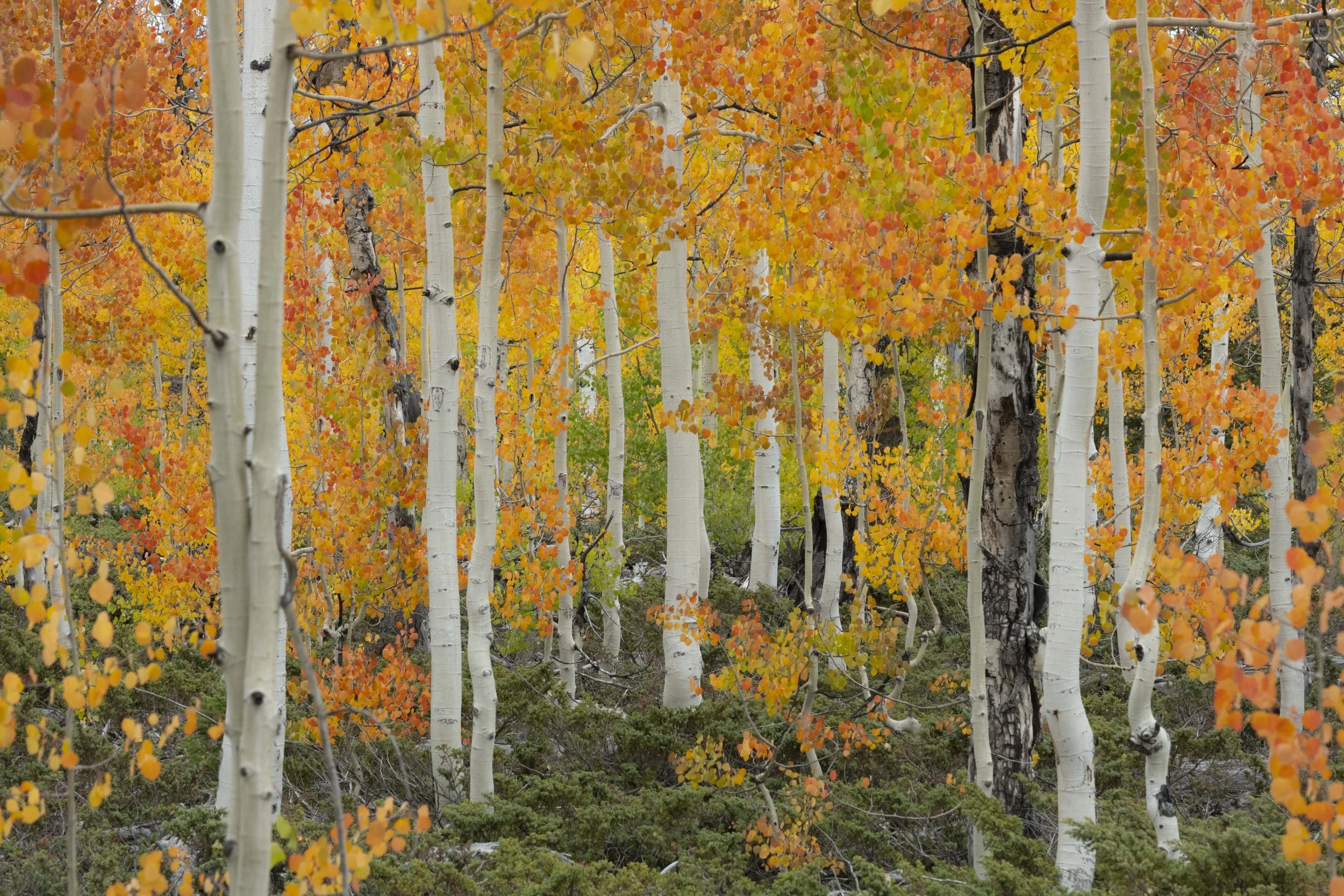 Fall on the mountain-3.jpg