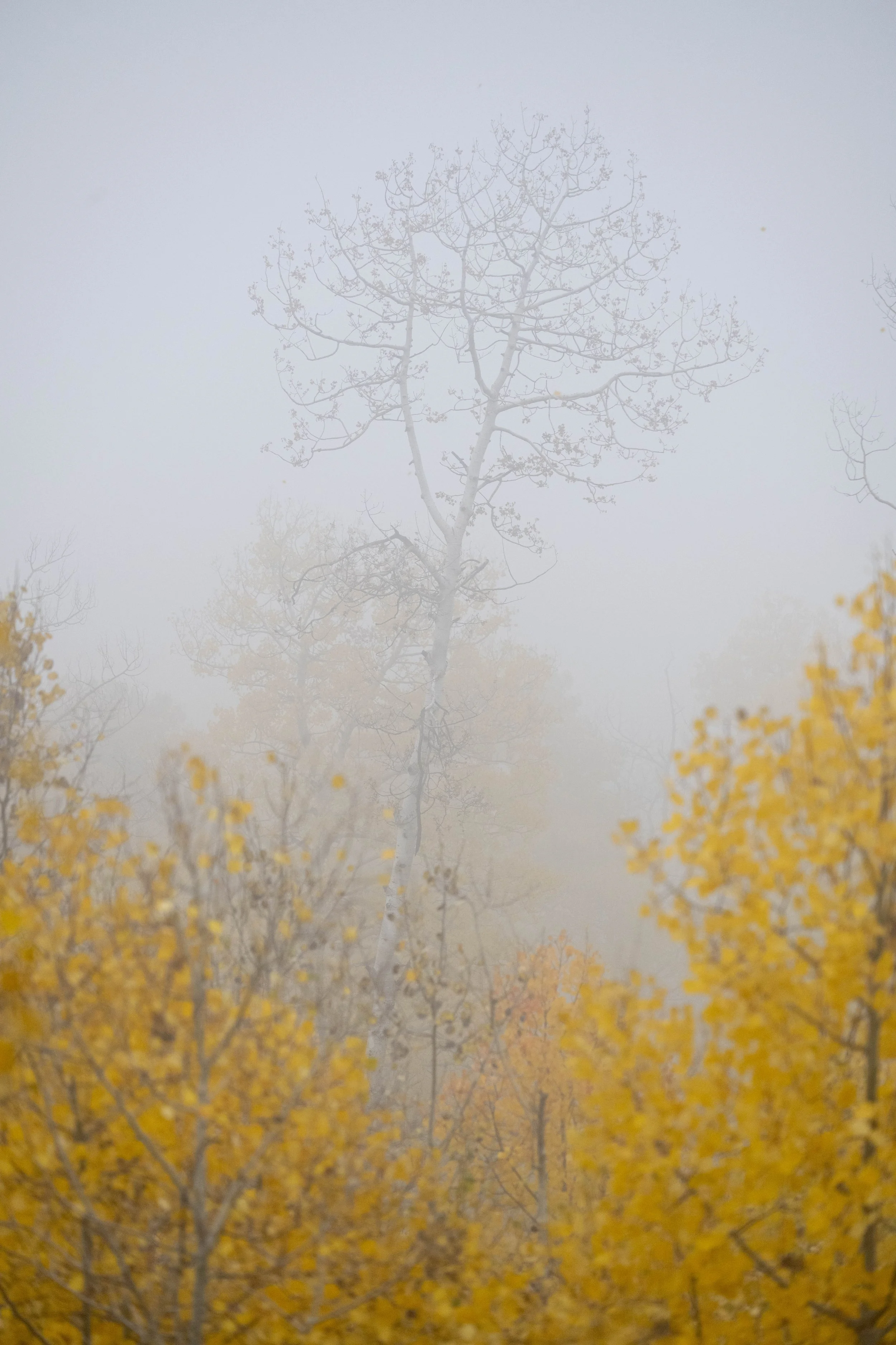 Fall on the mountain-37.jpg