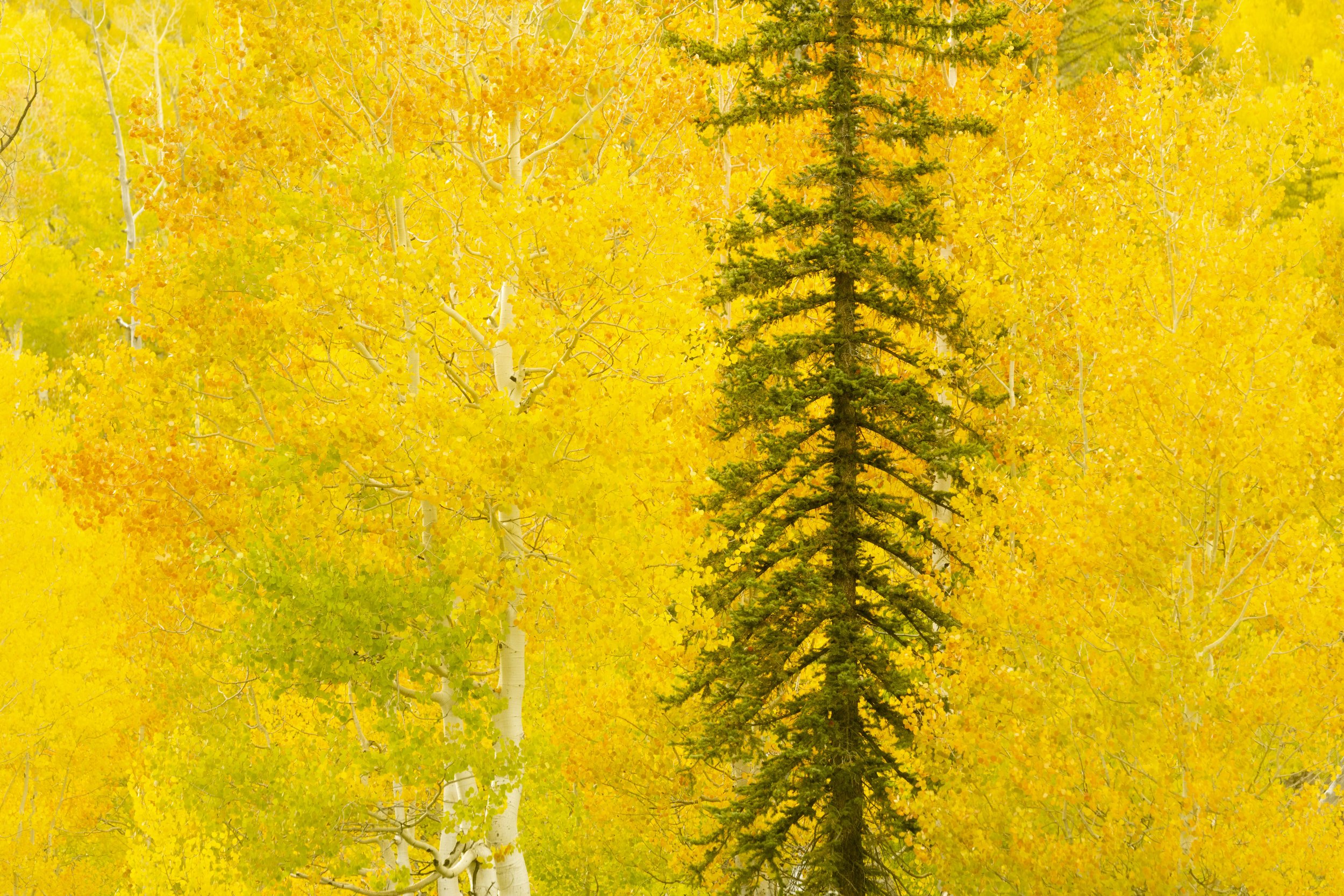 Fall on the mountain-4.JPG