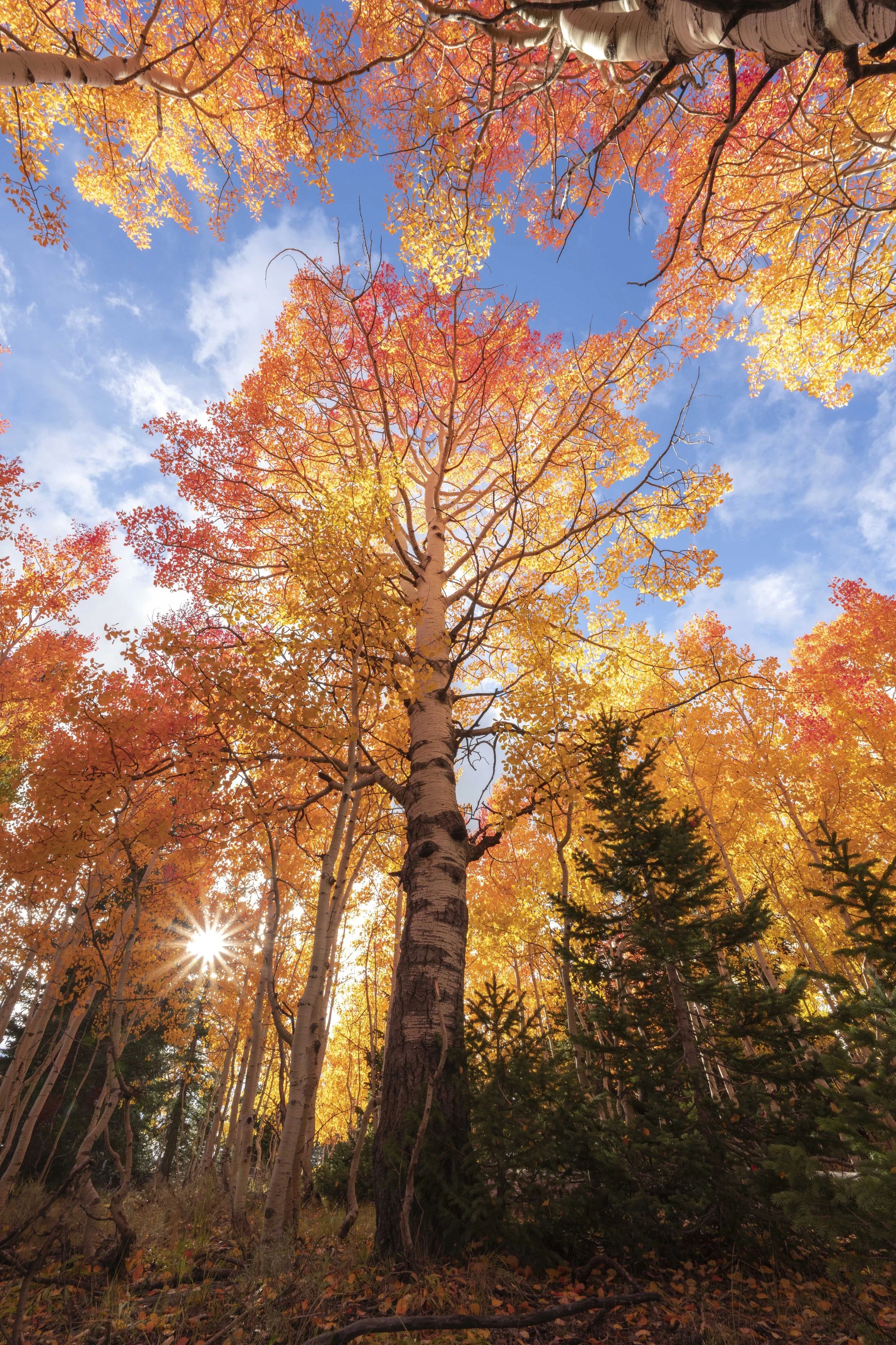 Fall on the mountain-7.JPG