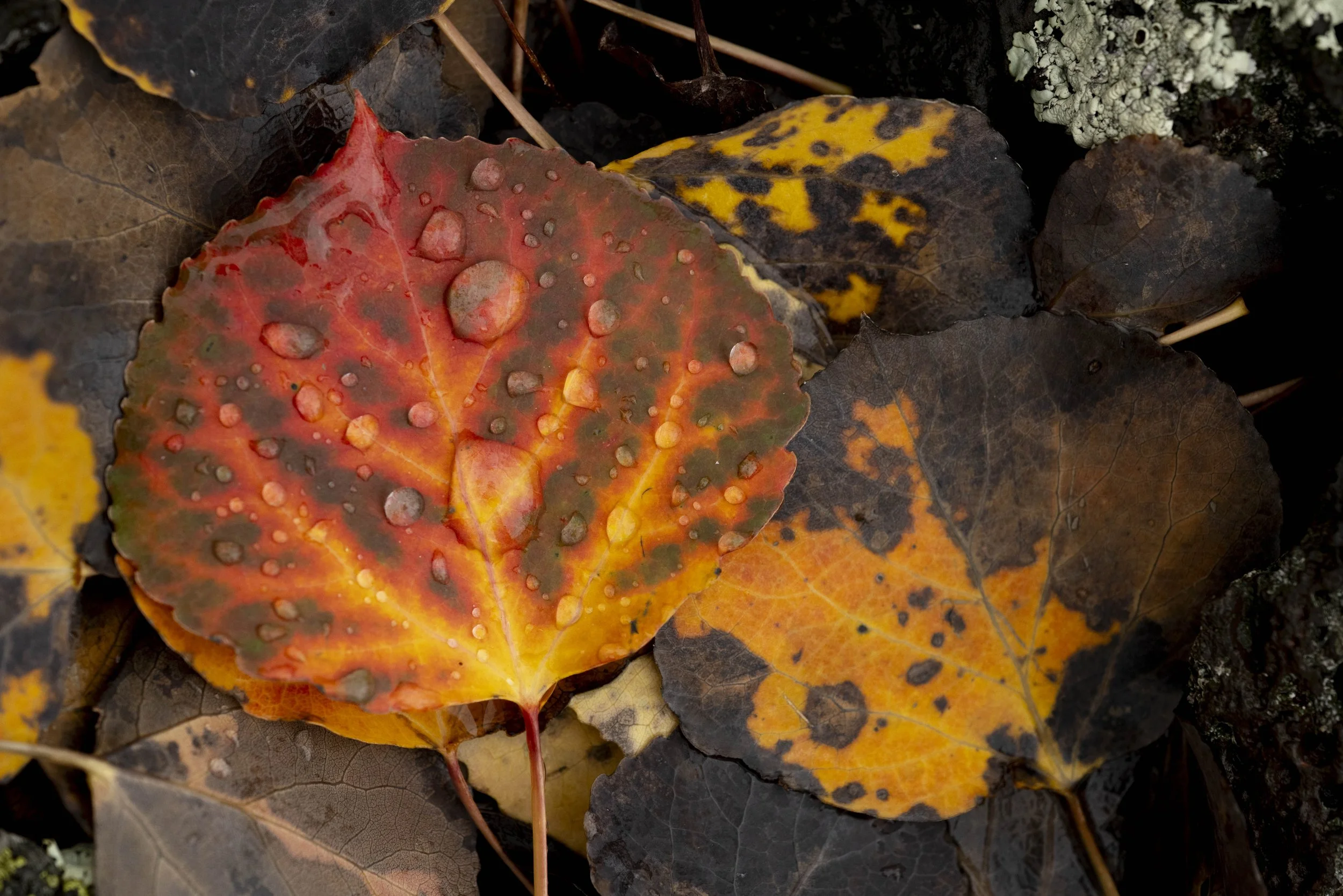 Fall on the mountain-28.JPG