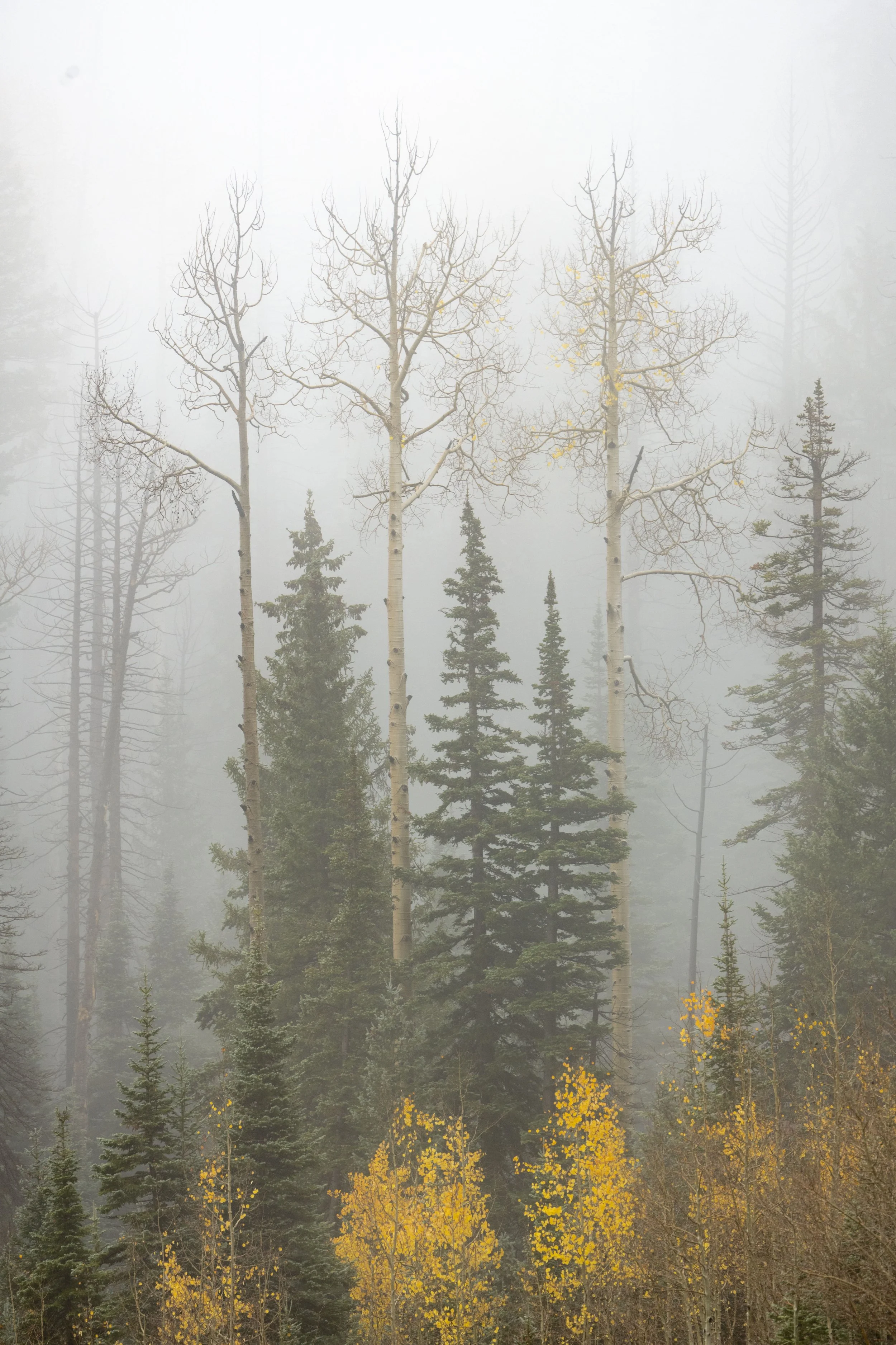 Fall on the mountain-44.JPG