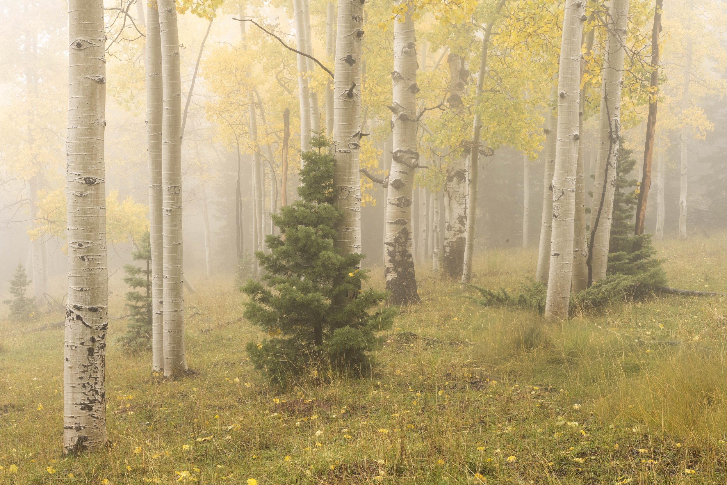 Fall on the mountain-43.JPG