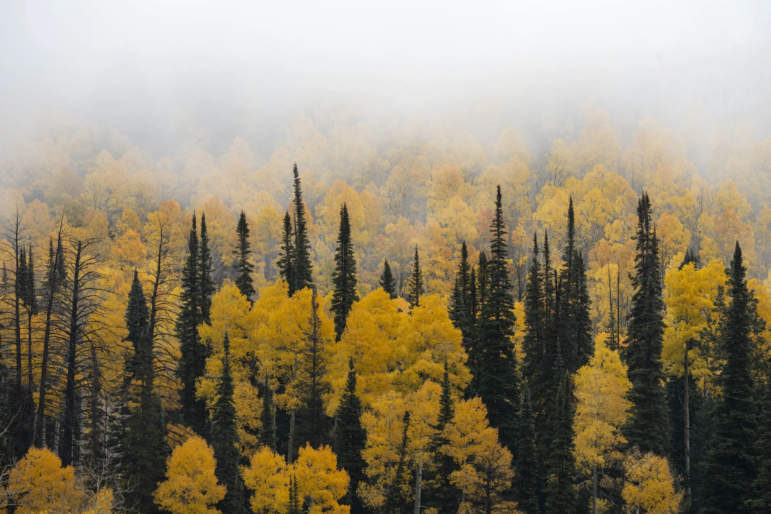 Fall on the mountain-45.jpg