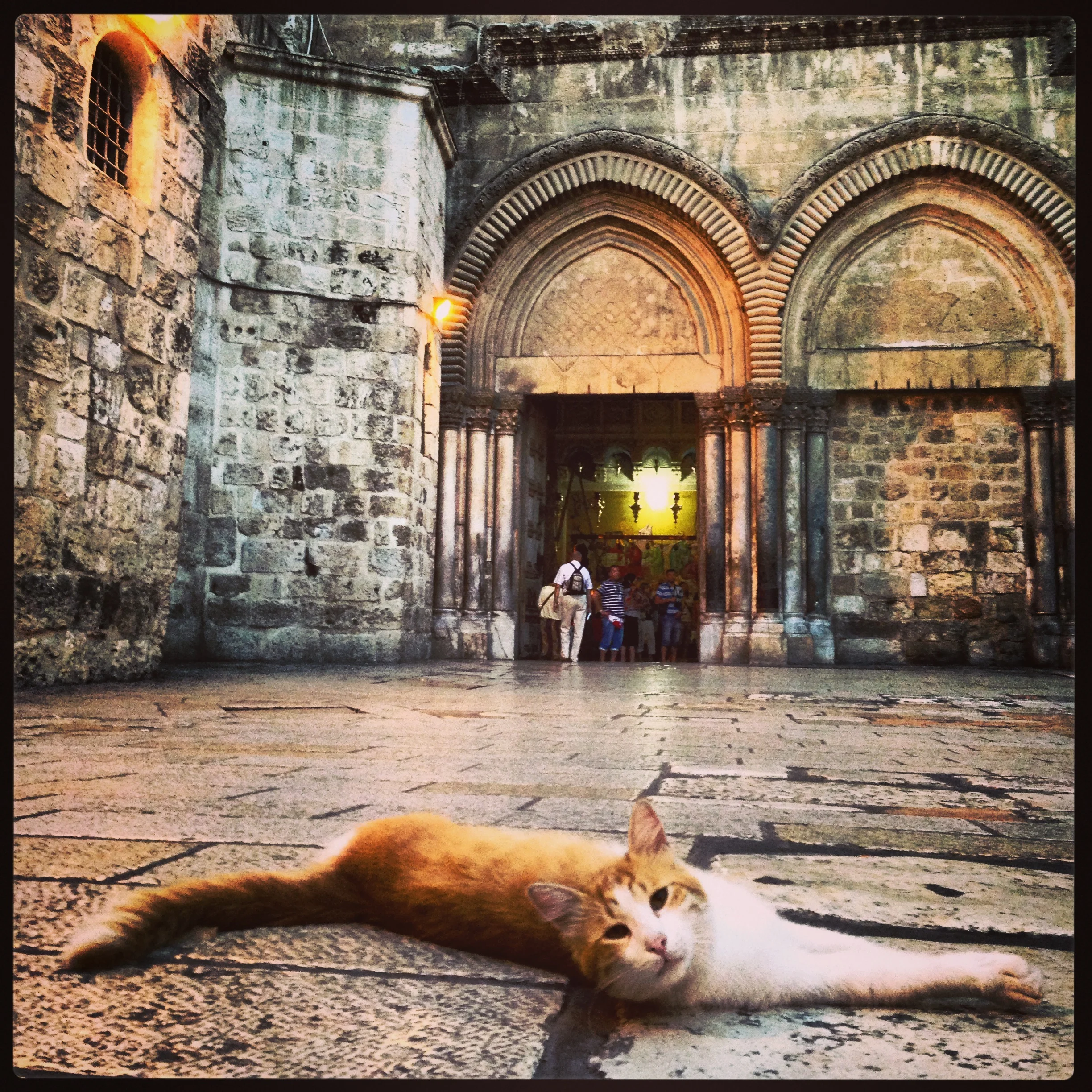 Cat of the Holy Sepulchre