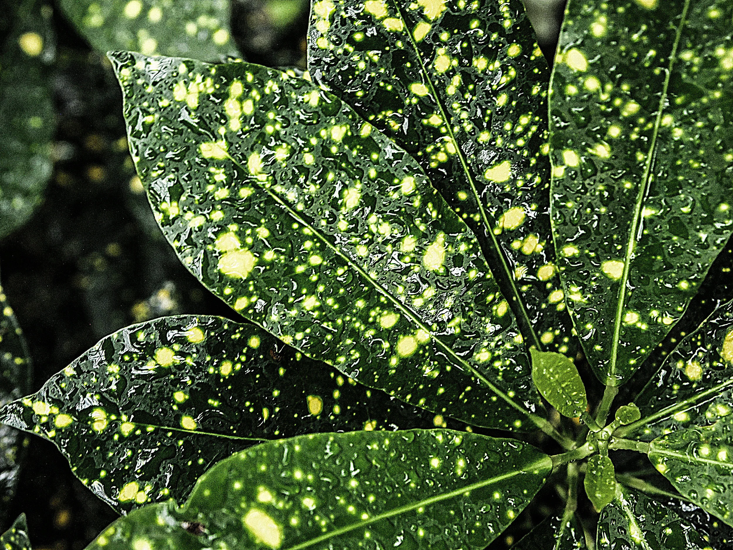 Green-and-yellow-leaves.jpg