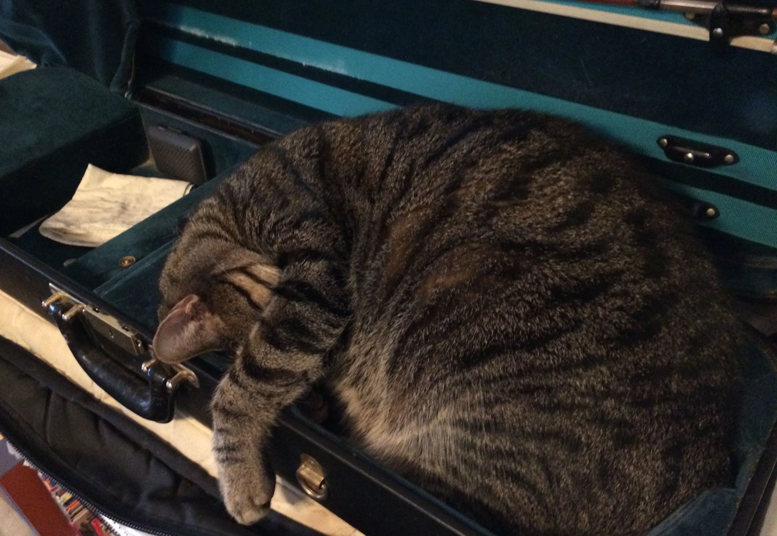 Arlo, doing what he does best.