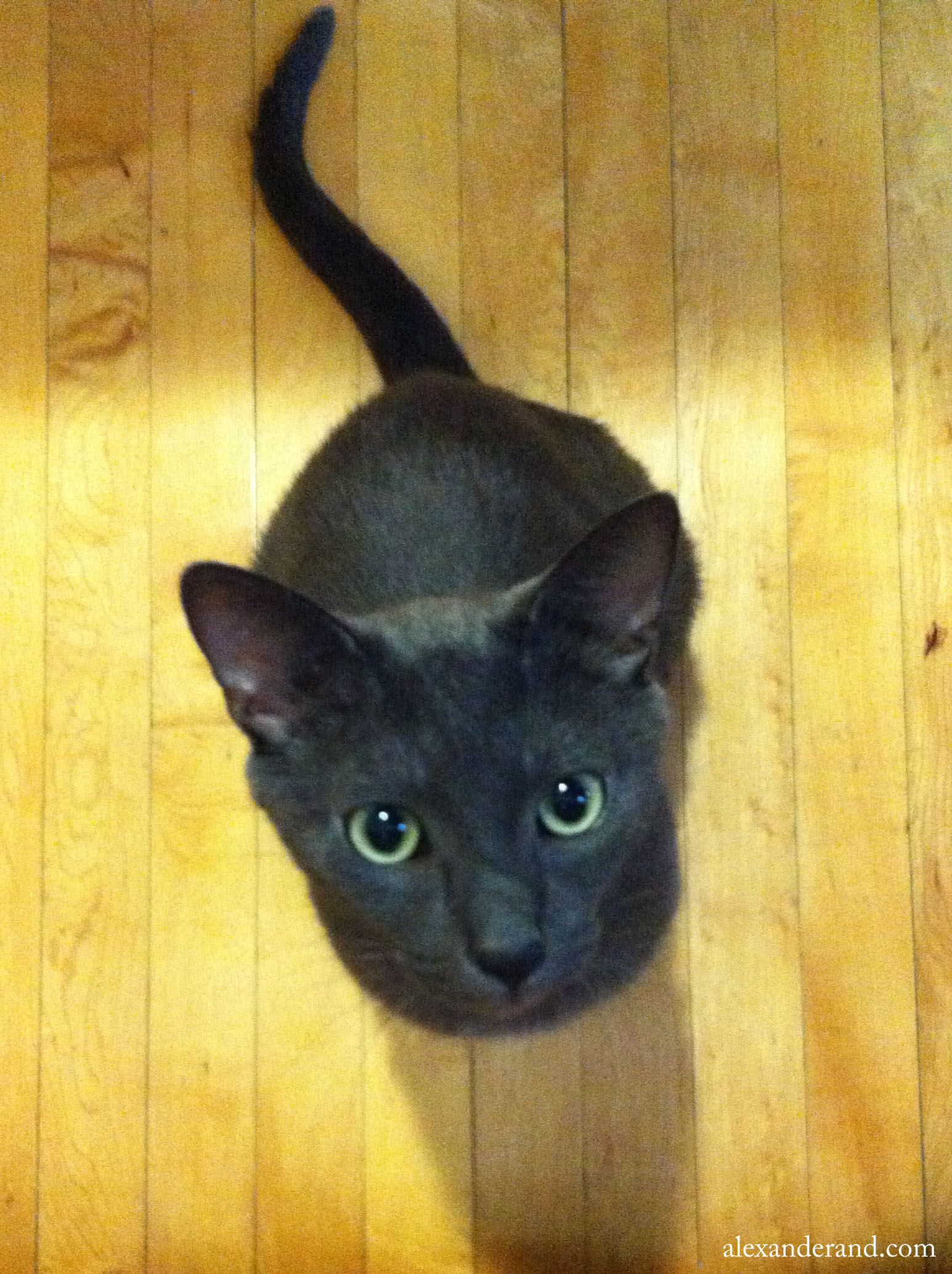 This cat is cued and ready to go.
