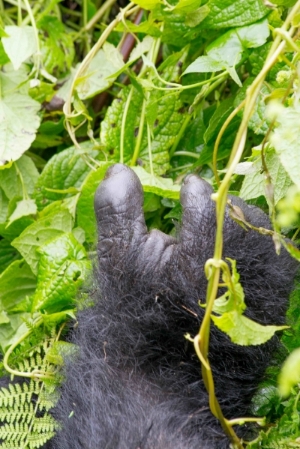 Opposable Thumbs