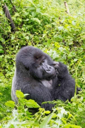 Gorillas in the Mist