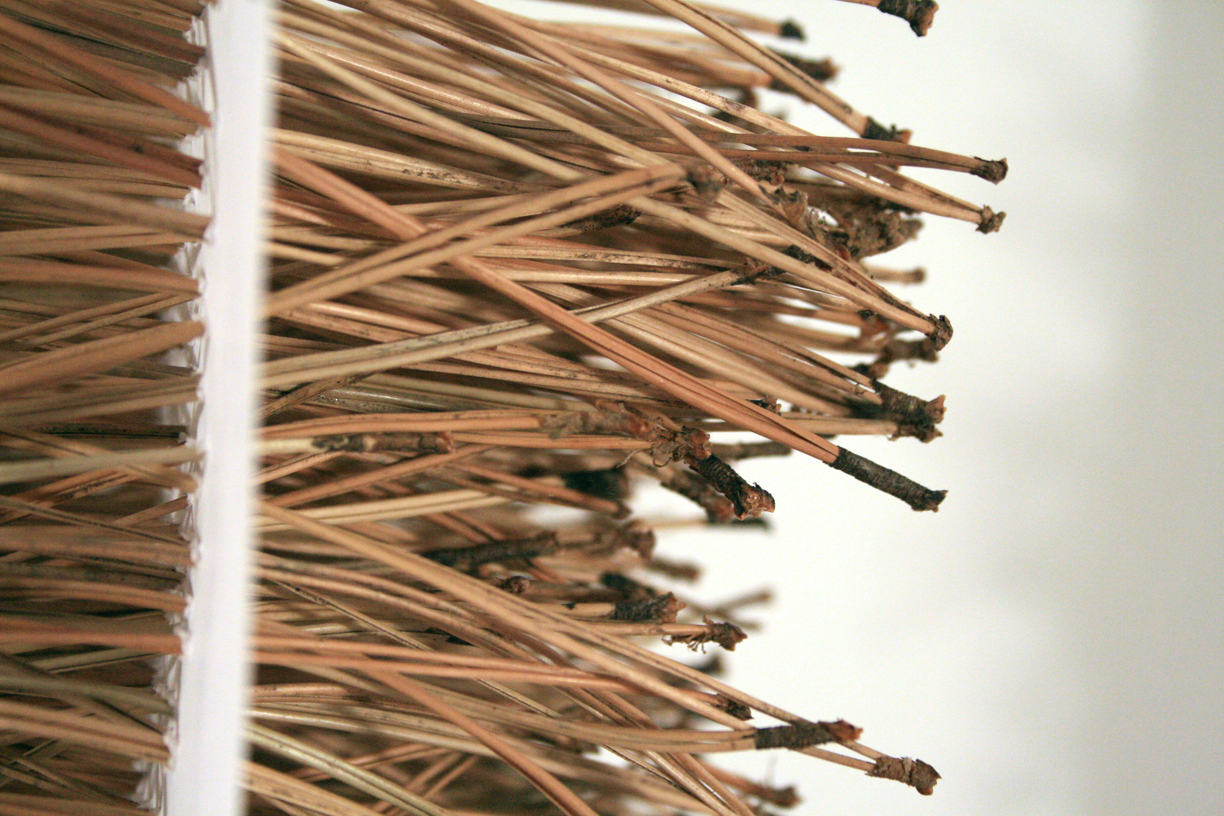 feuille et aiguille de pin.jpg