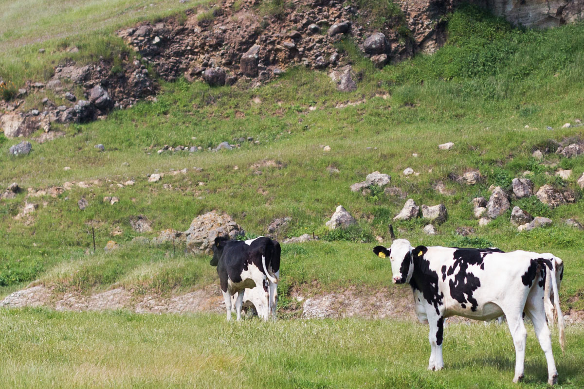 cow_jessepsteinphotography_01.jpg
