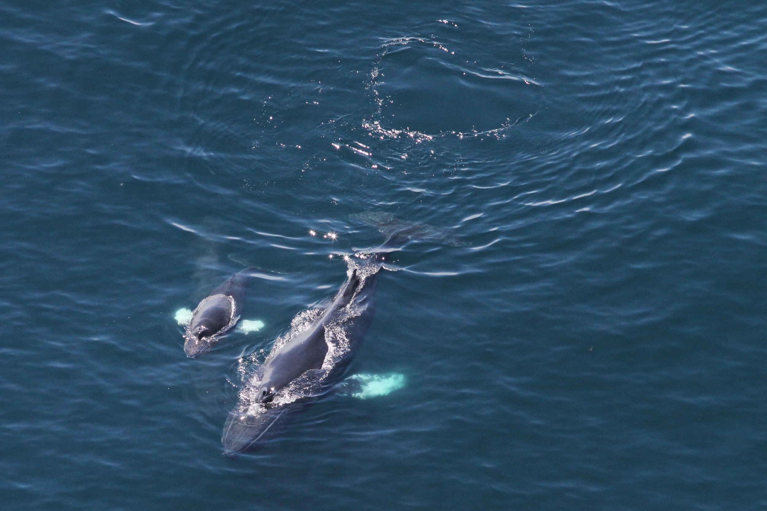 Mother Calf Humpback Whale by Christin Khan