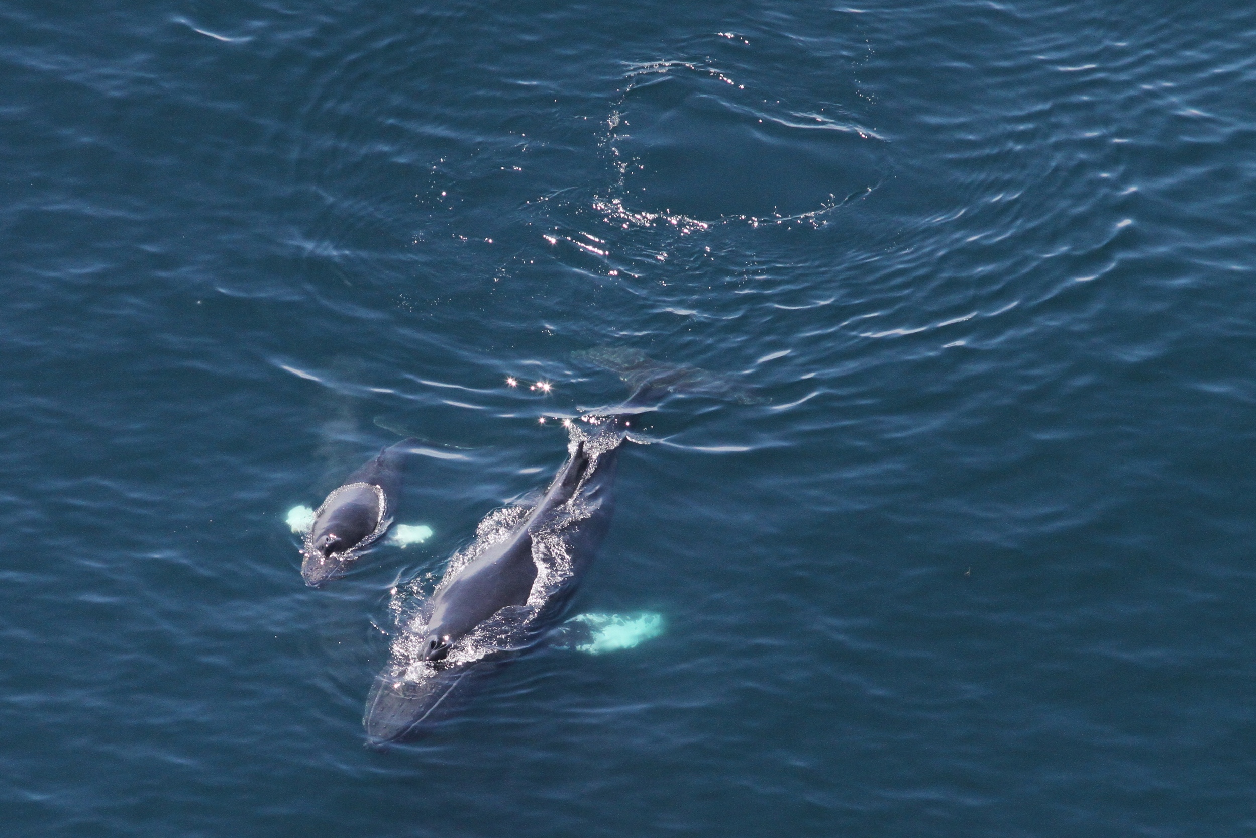 2014-05-06-humpback-whale-mom-calf-by-Christin-Khan-IMG_4825-crop.jpg