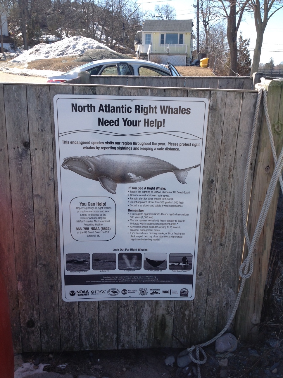 Right Whale Sign in Cohasset, MA