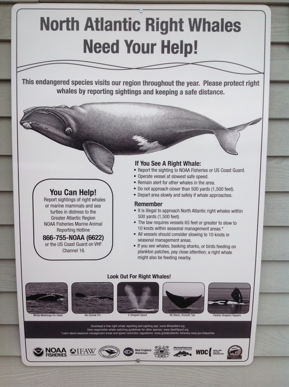 Right Whale Sign in Hingham, MA