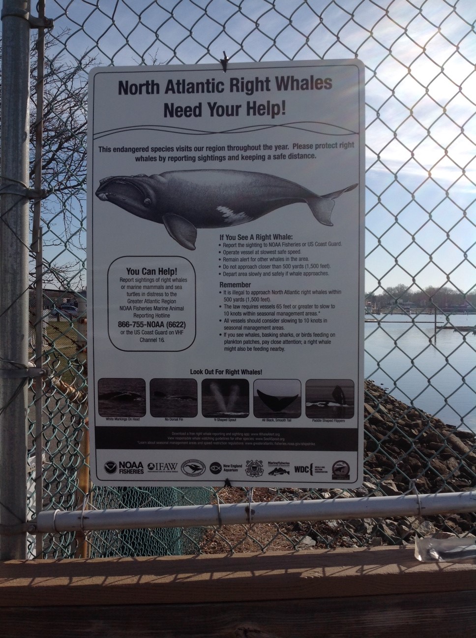 Right Whale Sign on Pope's Island in New Bedford, MA