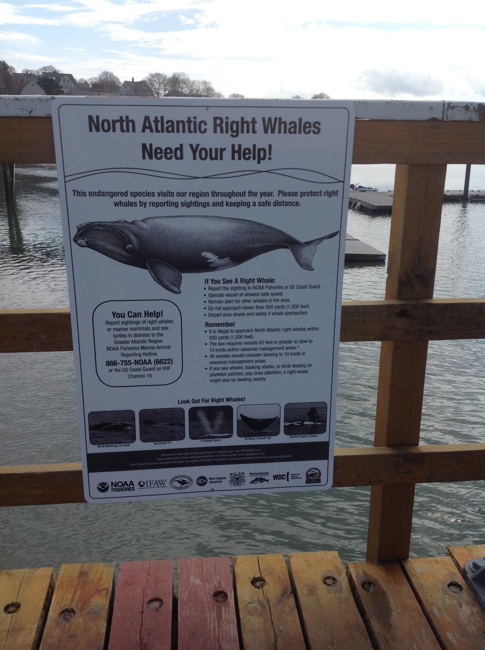 Right Whale Sign in Hull, MA