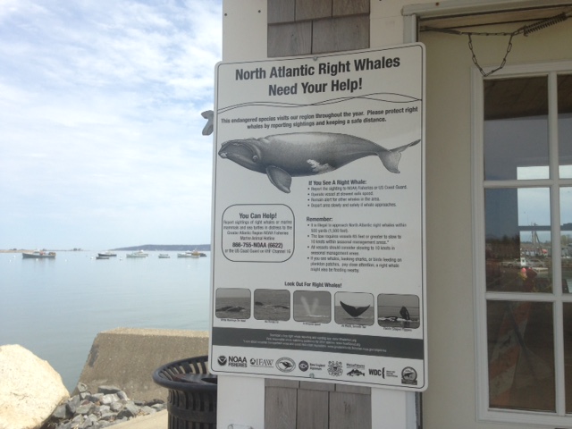 Right Whale Sign in Plymouth, MA
