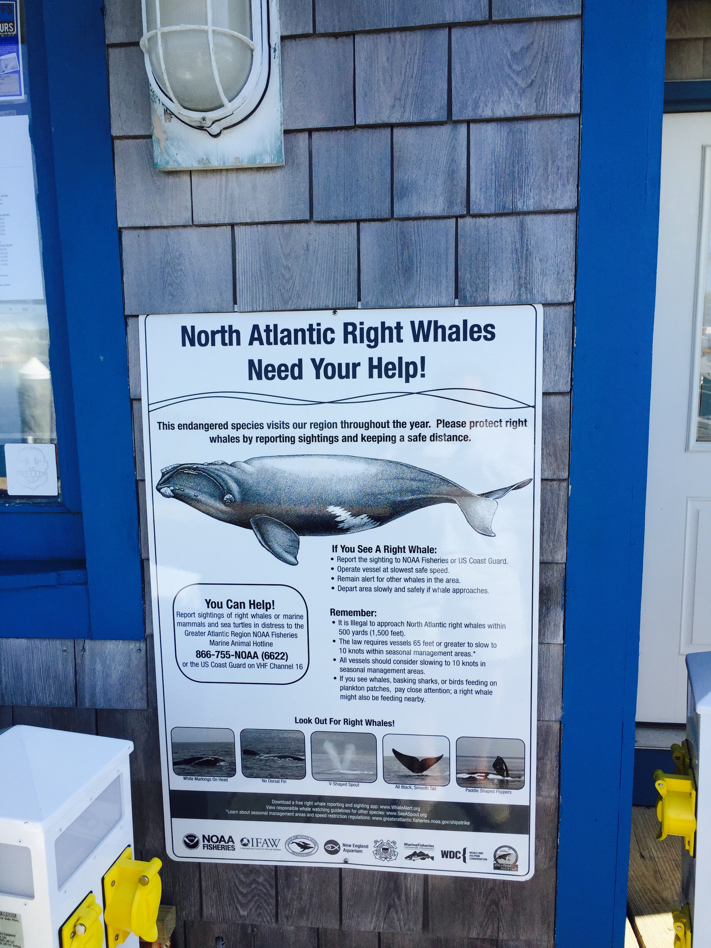 Right Whale Sign on Martha's Vineyard in Oak Bluffs