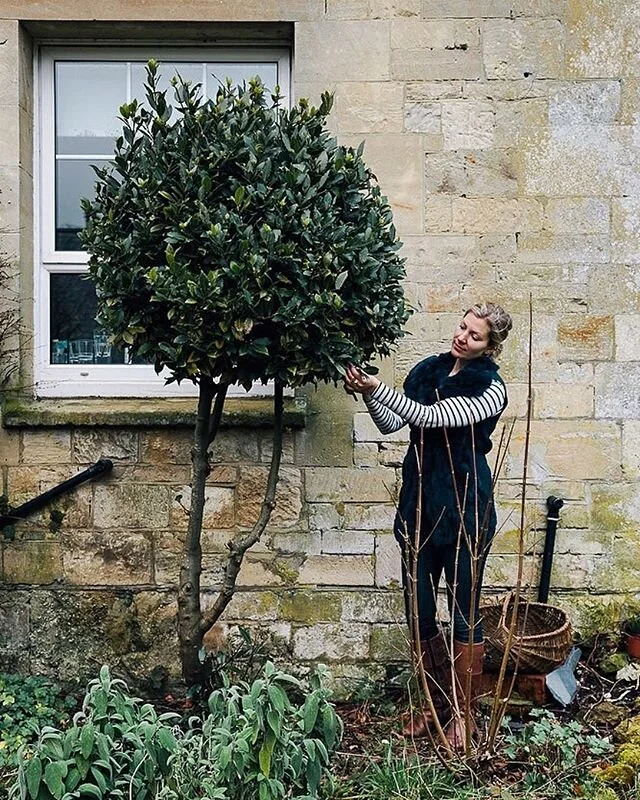 Even mid winter the countryside here in England is full of edible treasures. They may be glistening in frost in the mornings, but both our bay tree and sage is thriving. Winter food equals warming comfort food here at the cottage, and I always add a few leaves of bay to most pots simmering away on the stove. But even in the summer bay has a subtle lovely flavor that I use in ice cream and soups. Having a wee herb garden feels ever so luxurious mid winter, to be able to walk out and cut what we need. I grew up with a mother that kept a well stocked pantry and a thriving kitchen garden, and we used much fresh herbs. Sage was one of my favorites to nibble on straight off the plant, and I often make a simple gnocchi with butter and crisp sage where my favorite herb really shines. However, it wasn’t until a few years ago on the terrace with my darling friend @skyemcalpine and her mother, that I truly fell head over heals in love with sage, deep fried sage, that is. On a warm summer’s evening, (oh how I yearn for those) we took a seat on the terrace overlooking a canal in Venice and cooled off with a glass of chilled bubbles and that unforgettable deep fried sage. It’s one of those simple treats that adds that little bit extra. You can find the recipe for it in @skyemcalpine cookbook “A table in Venice” and if you already have it, get exited because this summer she comes out with her new cookbook that’s now available to preorder! I’m so prod of you @skyemcalpine #atableinvenice