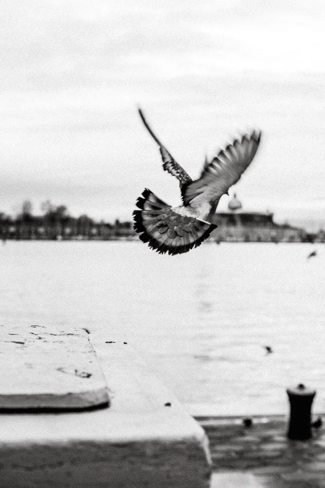 Flying pigeon, Venice