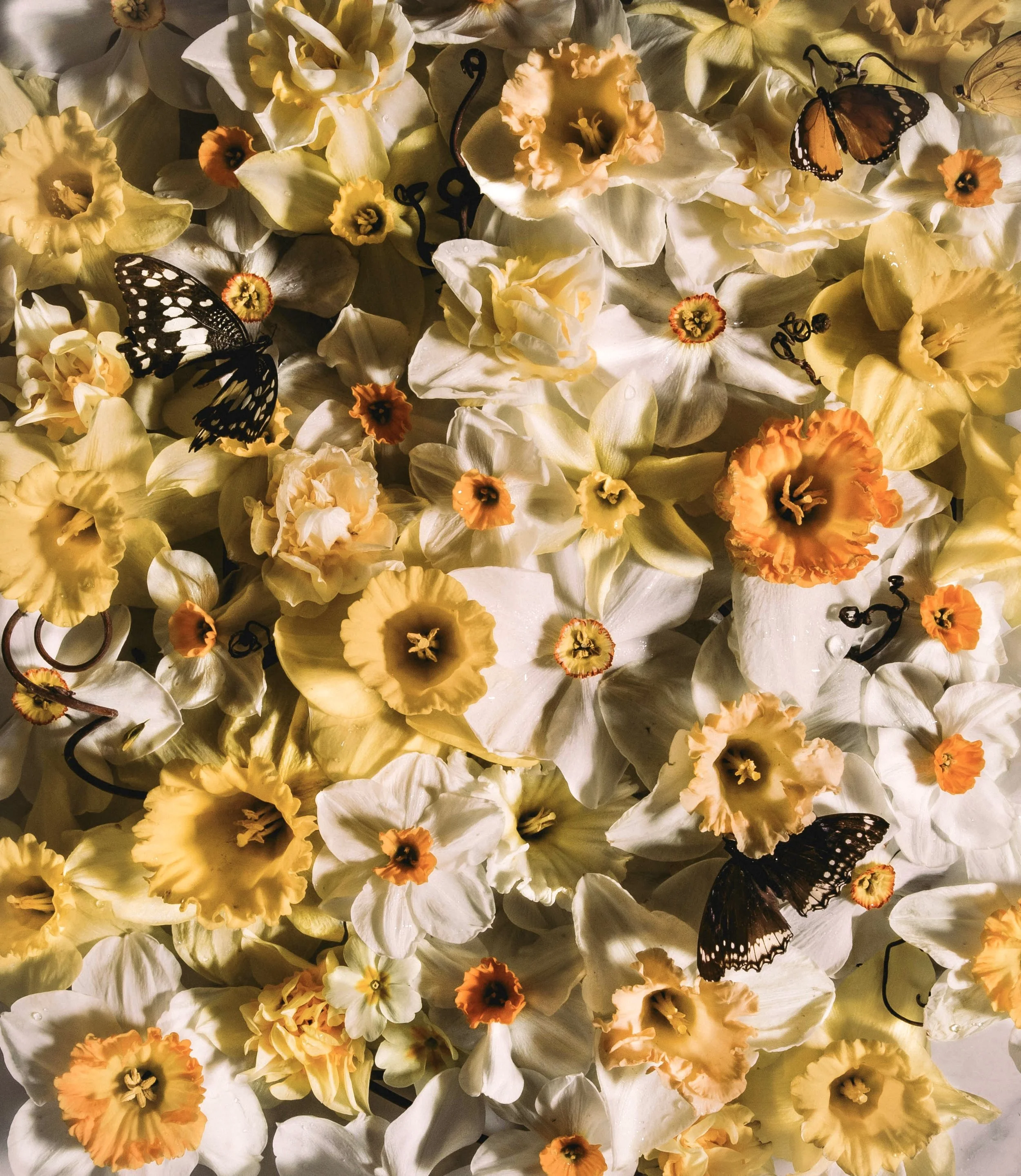 marte_marie_forsberg_daffodils_and_butterflies_final- 3.jpg