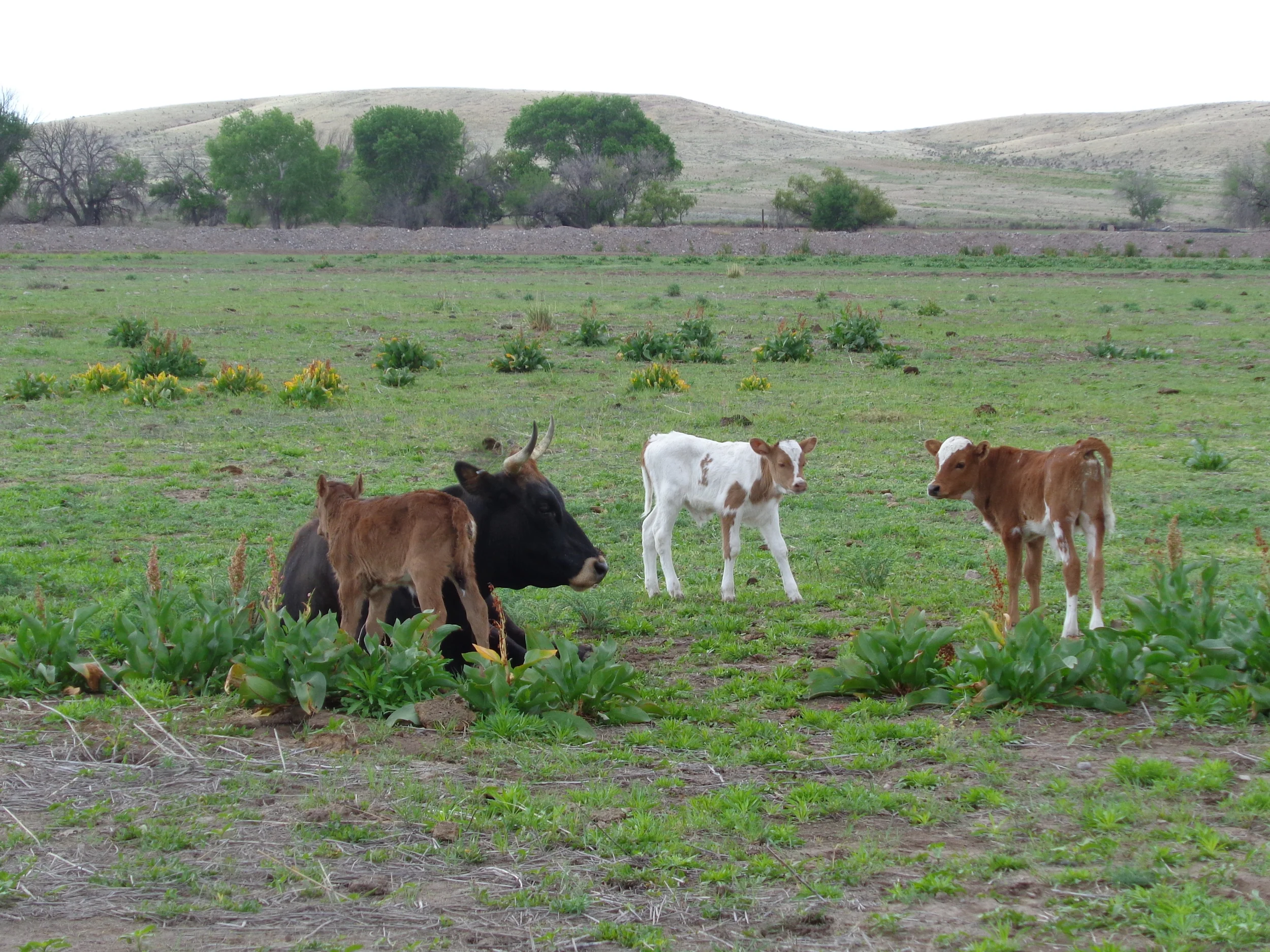Always happy cows on Thistle Dew Ranch.