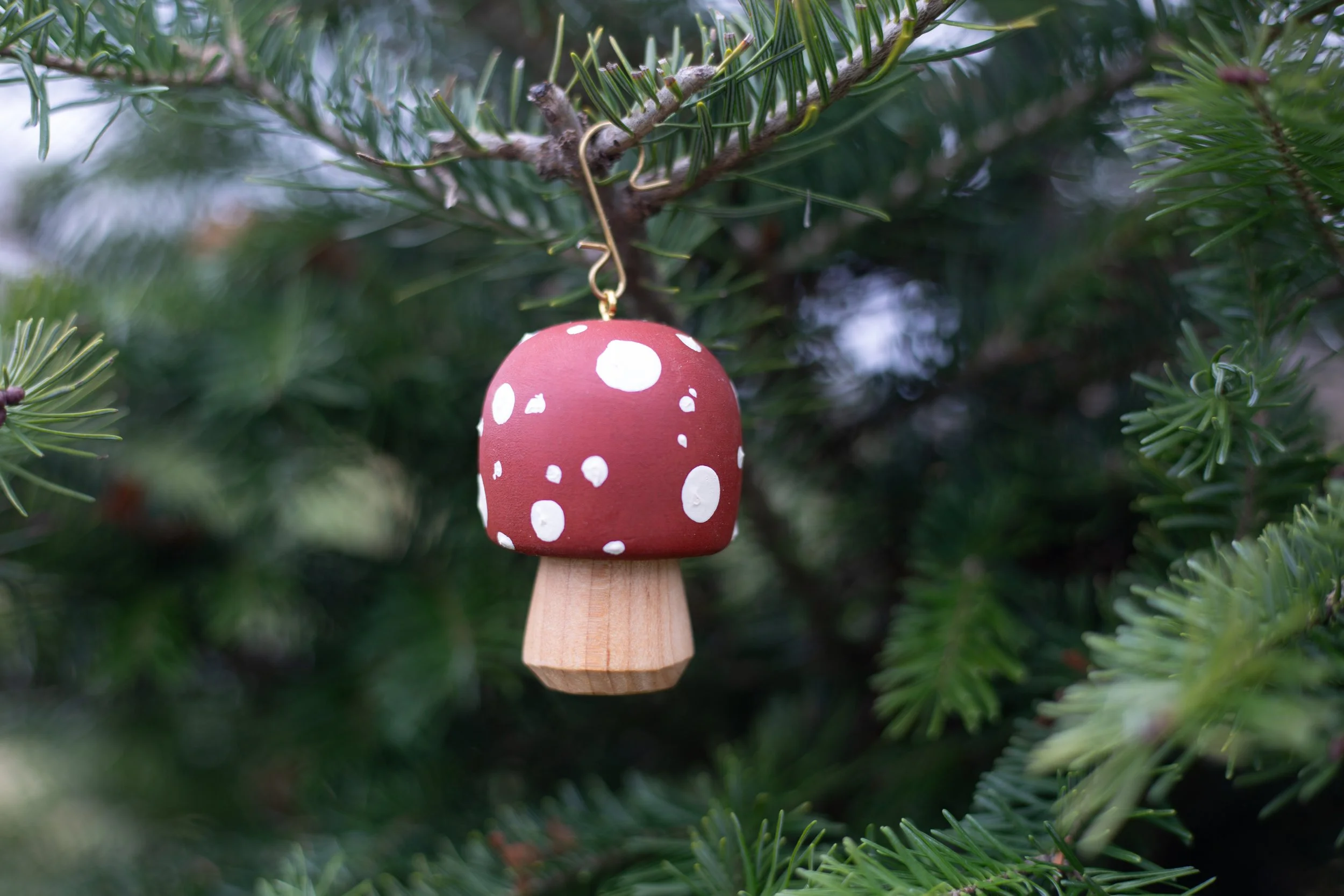 202505-411A8572-pande-mushrooms-edit.jpg