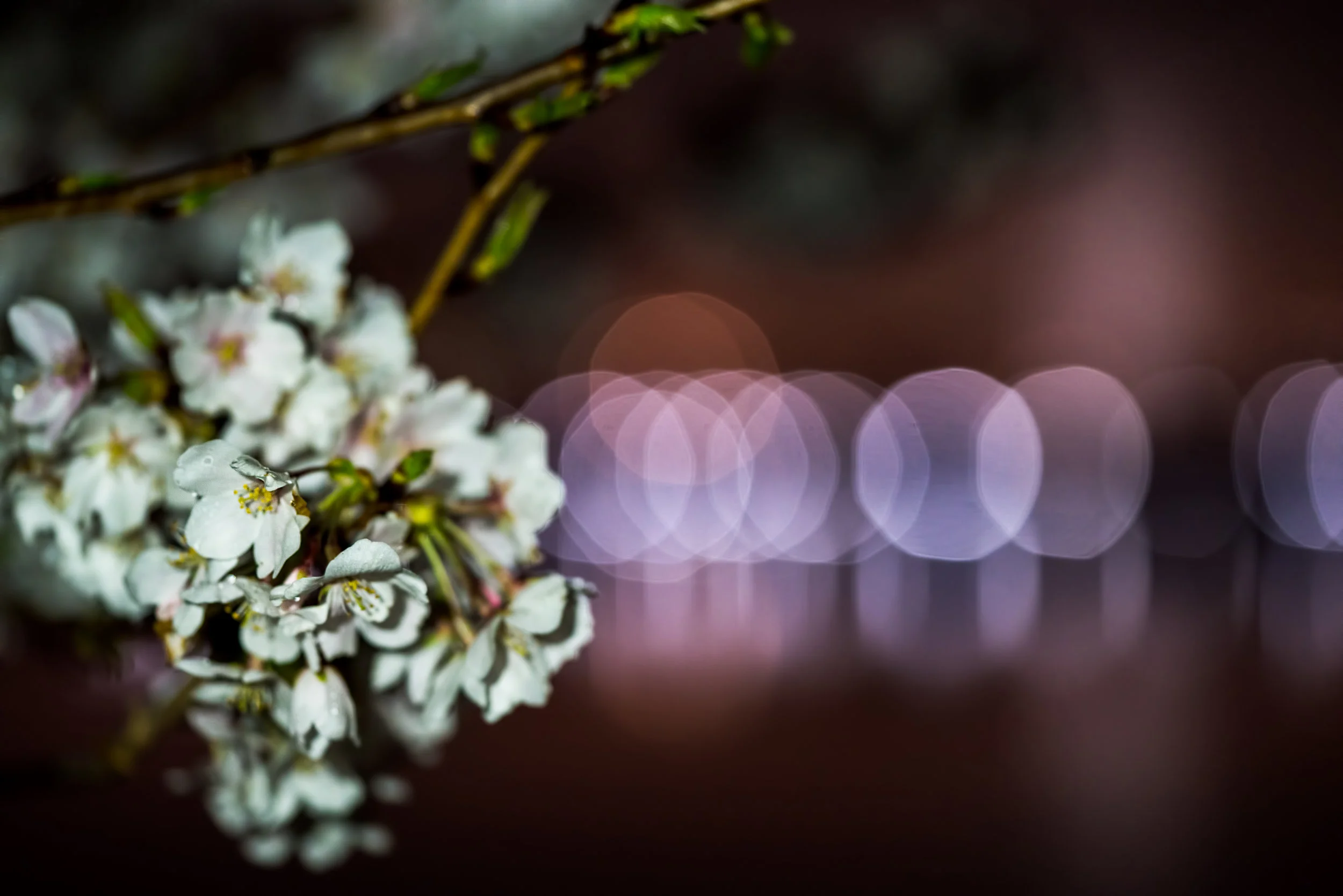 This one was a shot I had in my head with the Cherry Blossoms and the City/Car lights in the distance providing the Bokeh. #Sony A7RM2, F/2.8, 1/60th, ISO 1600