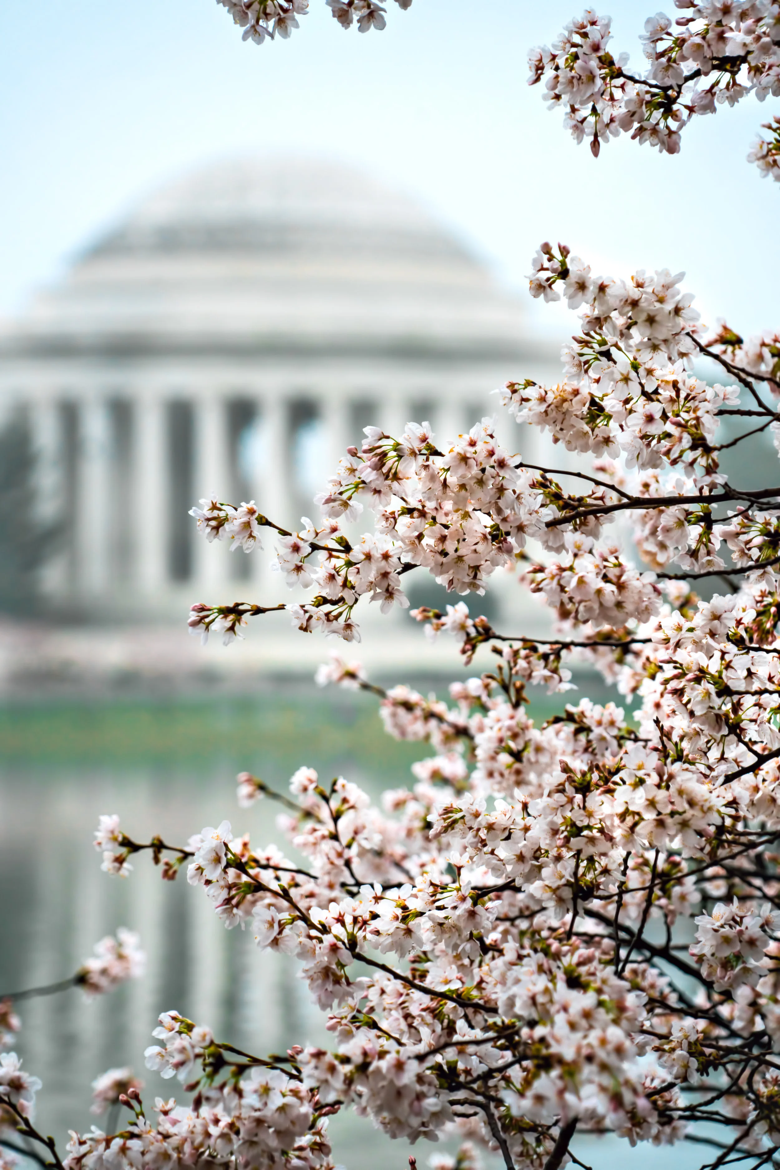 I really love this shot of the Cherry blossoms with the Jefferson Memorial compressed in the background and the only way to accomplish that was to step back and zoom in. #Sony A7RM2, F/6.3, 1/100th, ISO 400.