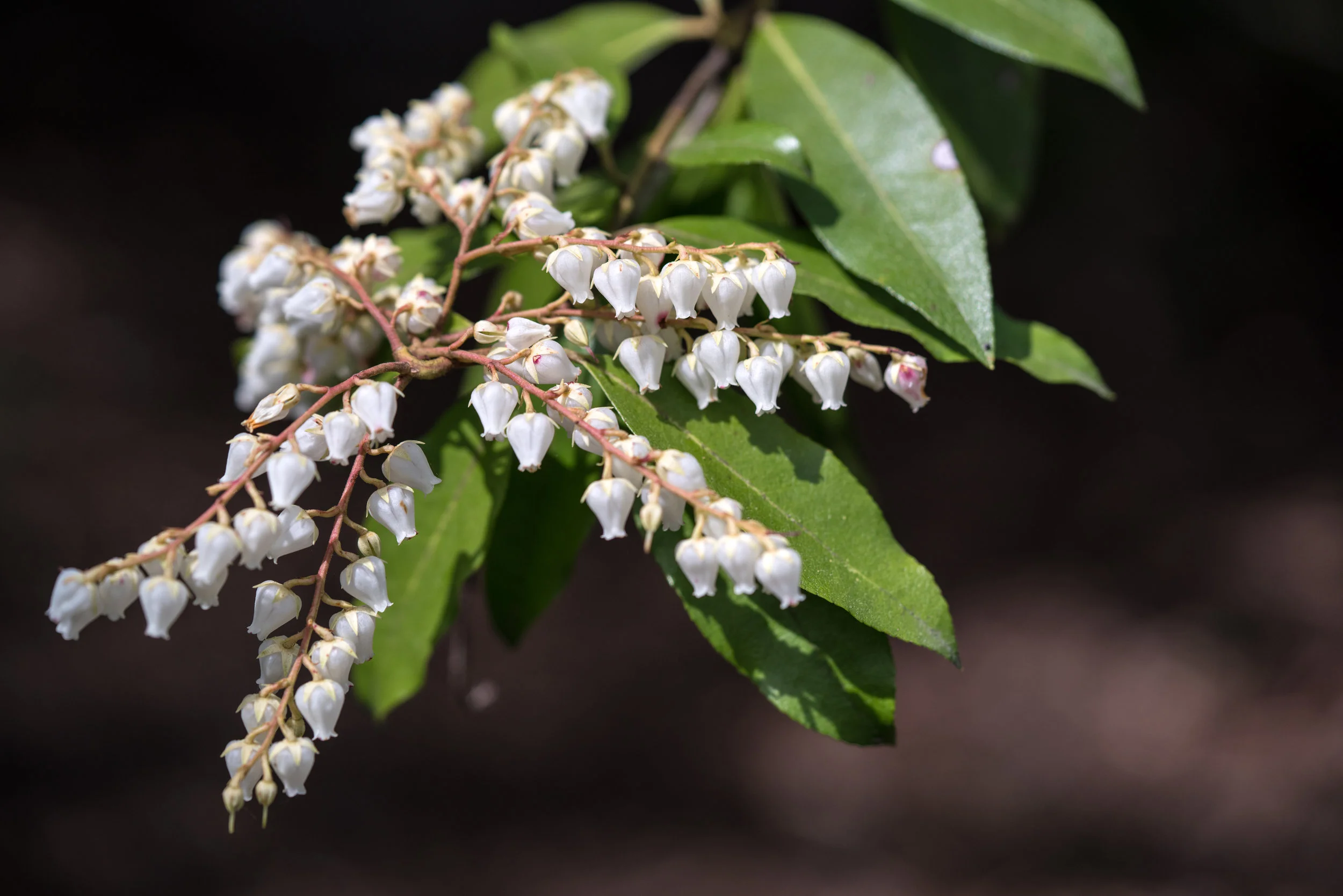 Meadowlark Gardens