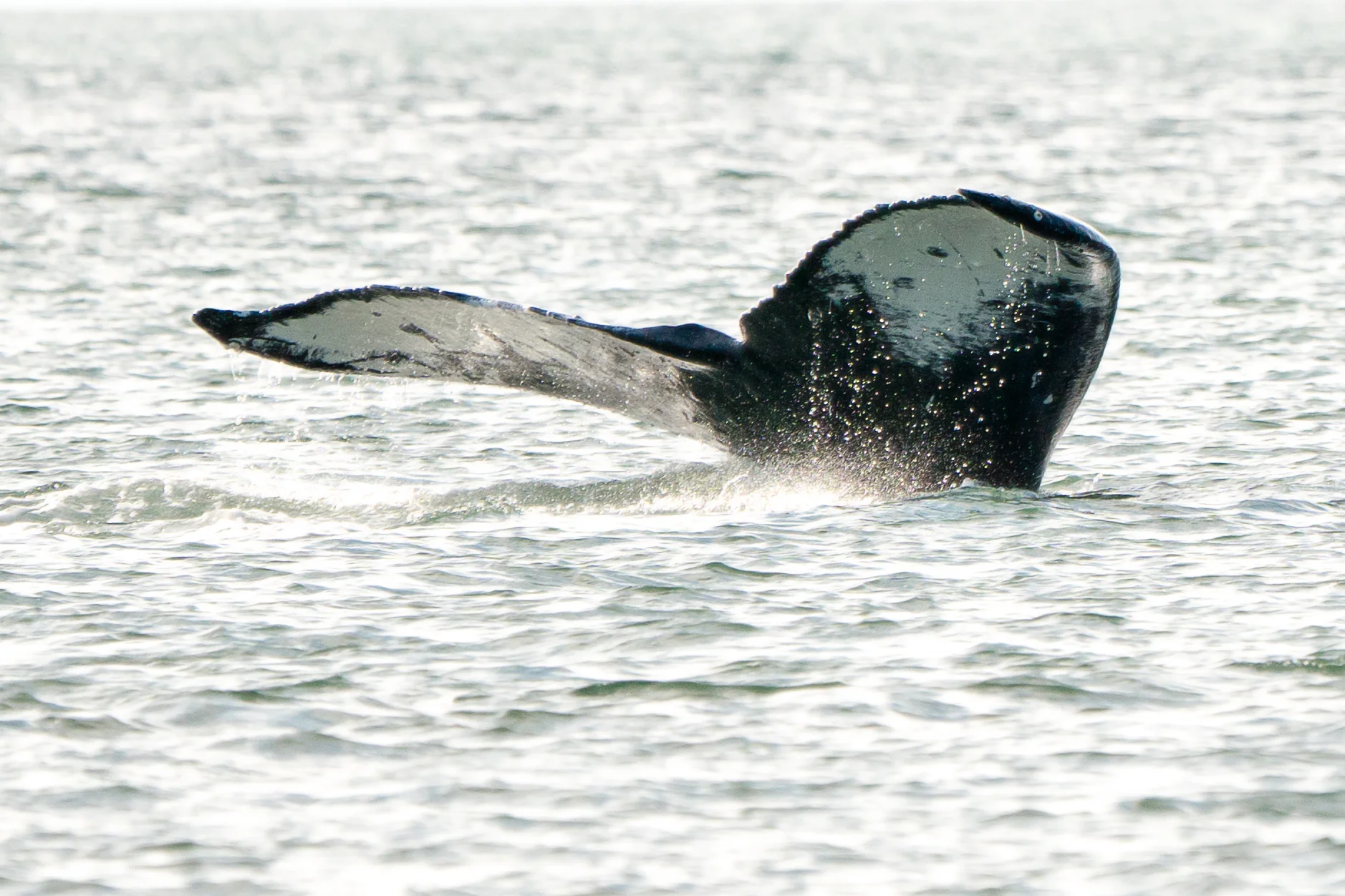 n some whale species, flukes are so distinctive that researchers use them like fingerprints to identify individuals.
