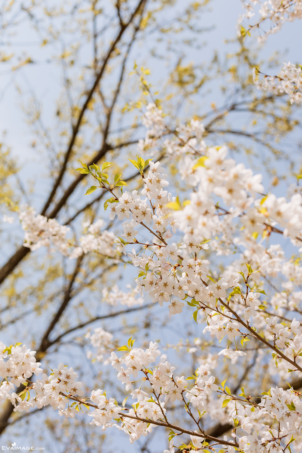  Cherry Blossom High Park Portrait 