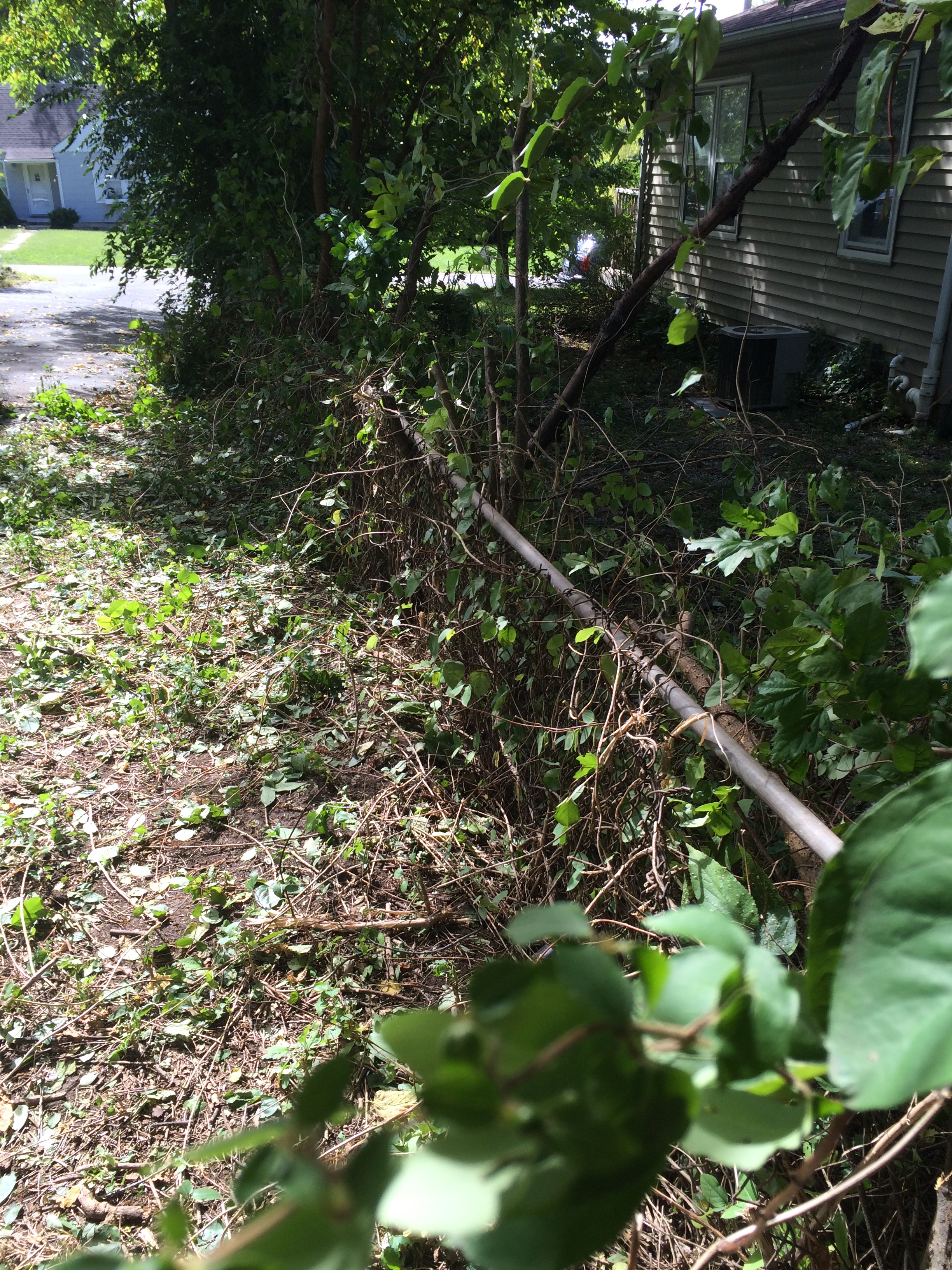 Horrible, buried, overgrown shit. This is after removing the giant hedge.