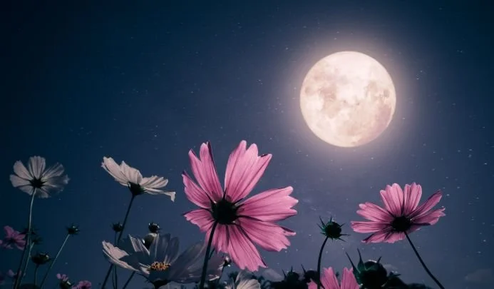  with Cindy &amp; Katie   Flow Moon: Restorative Sound Journey    Fri. May 1: 7pm » reserve here!   